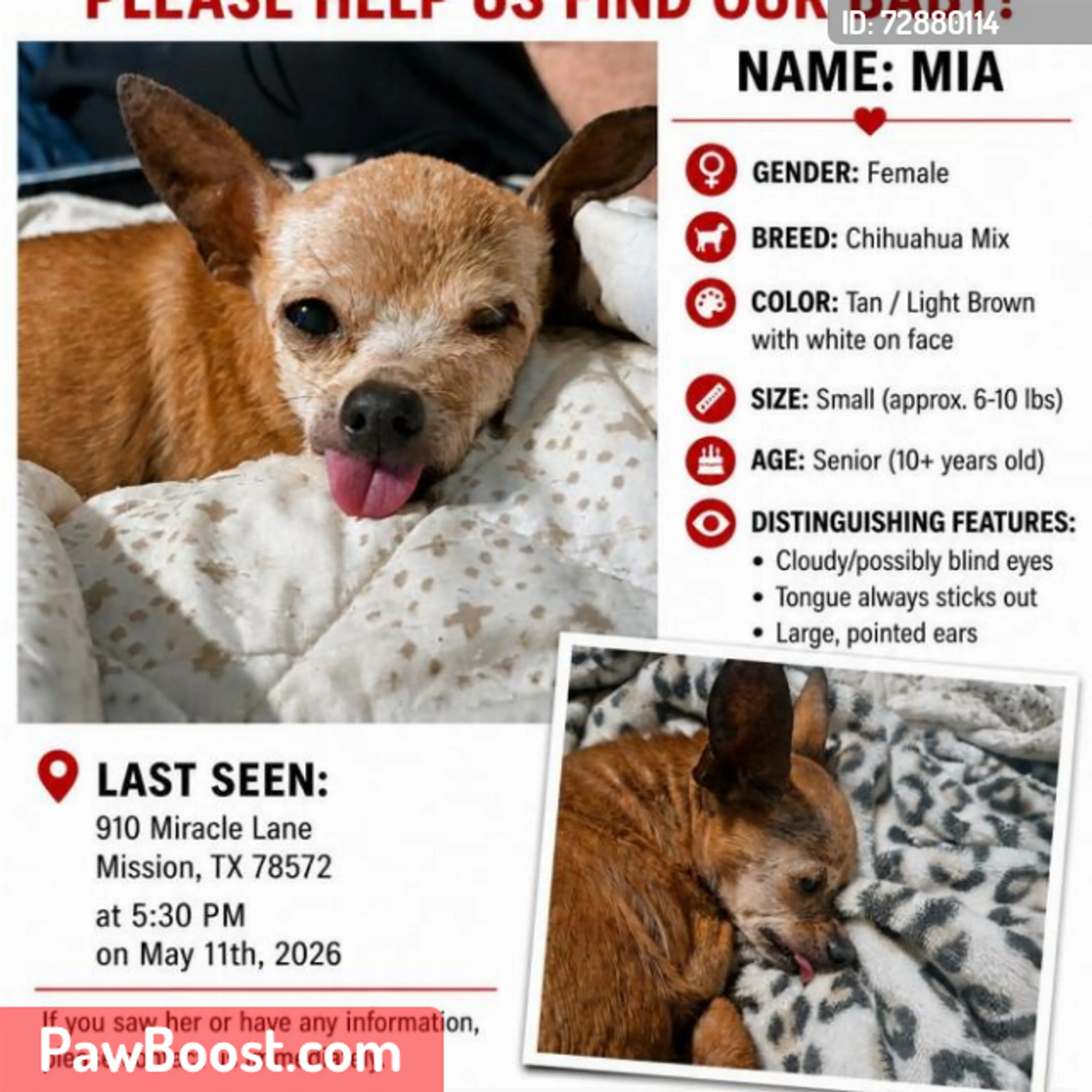 Lost pet