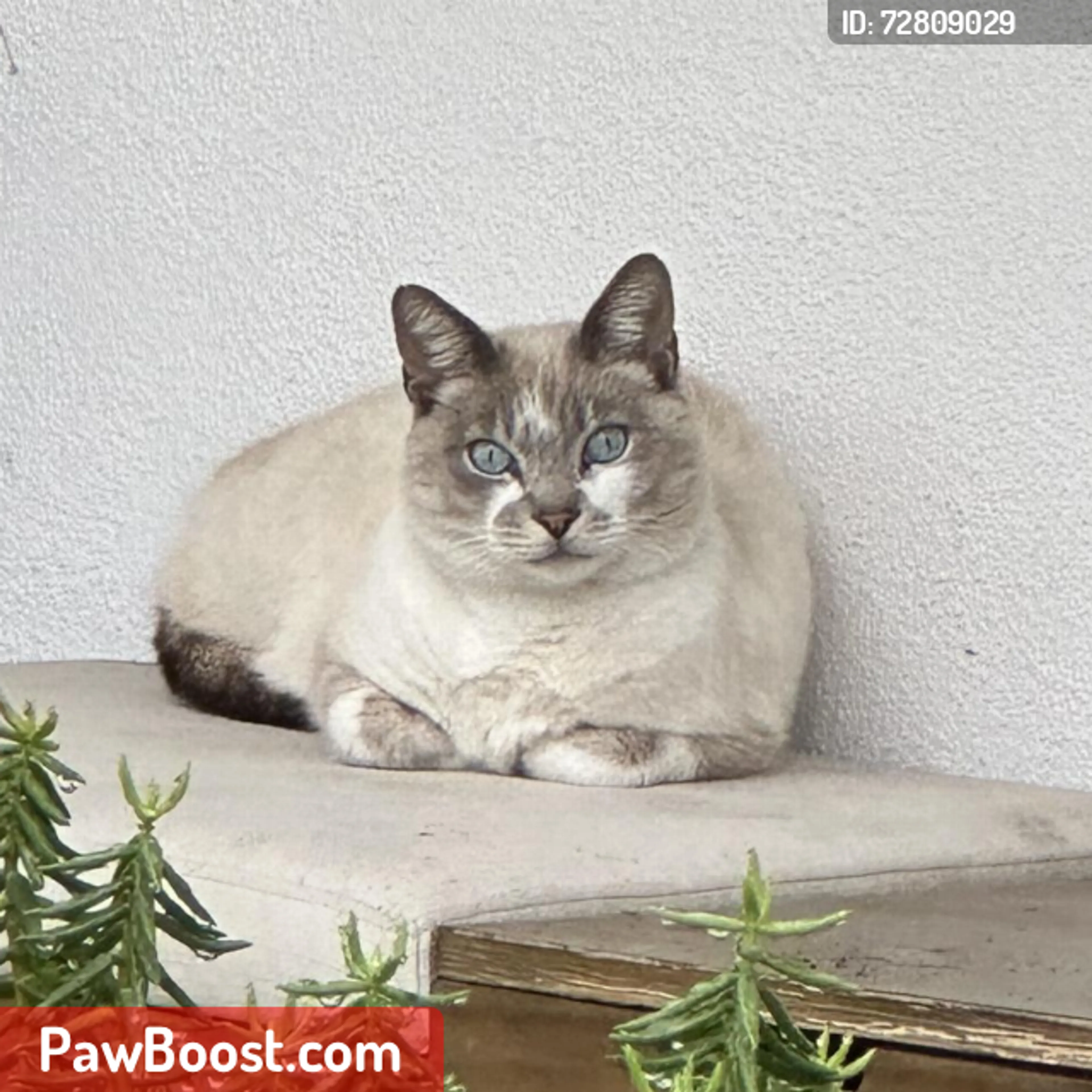 Lost pet