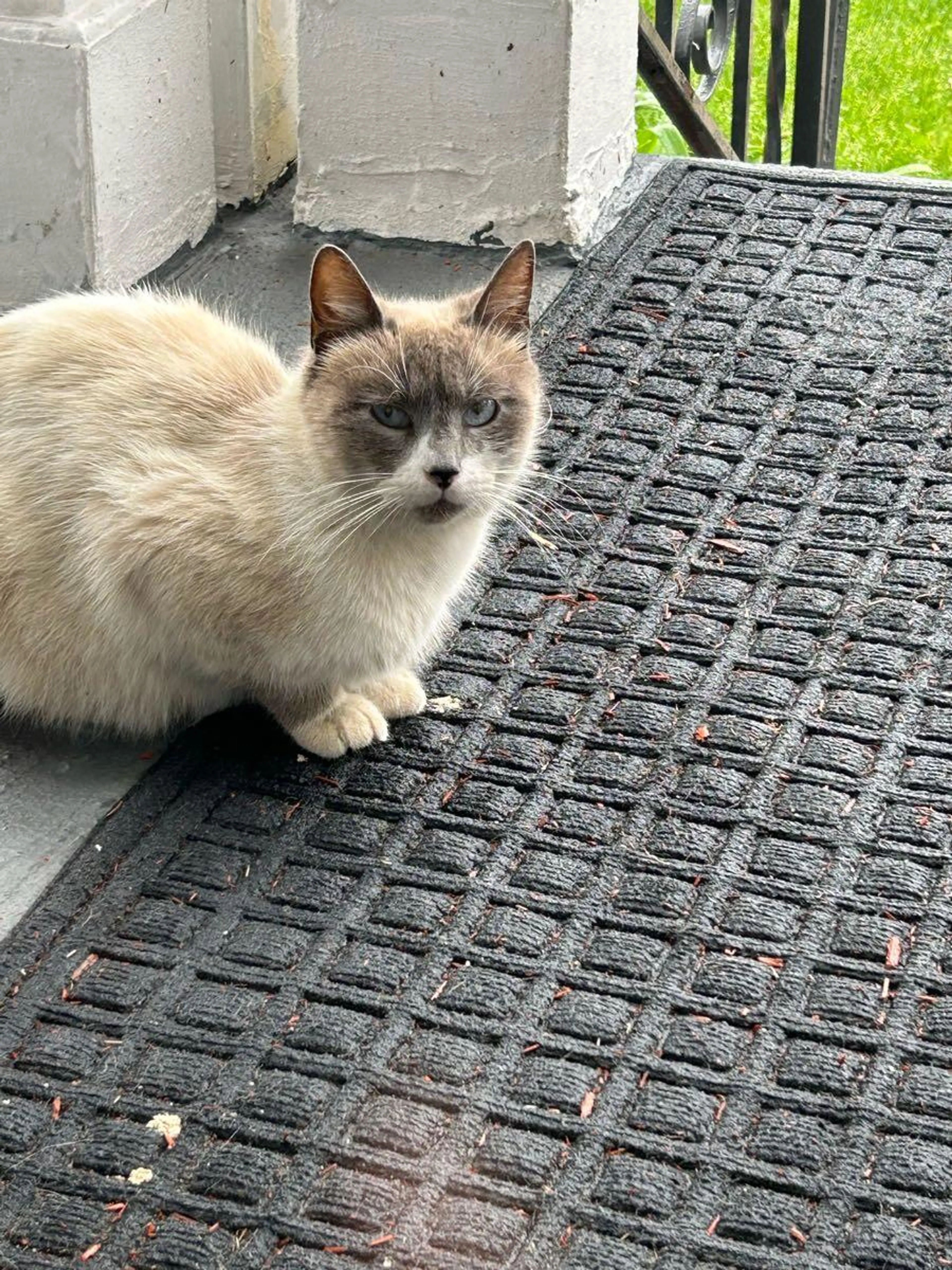 Found pet