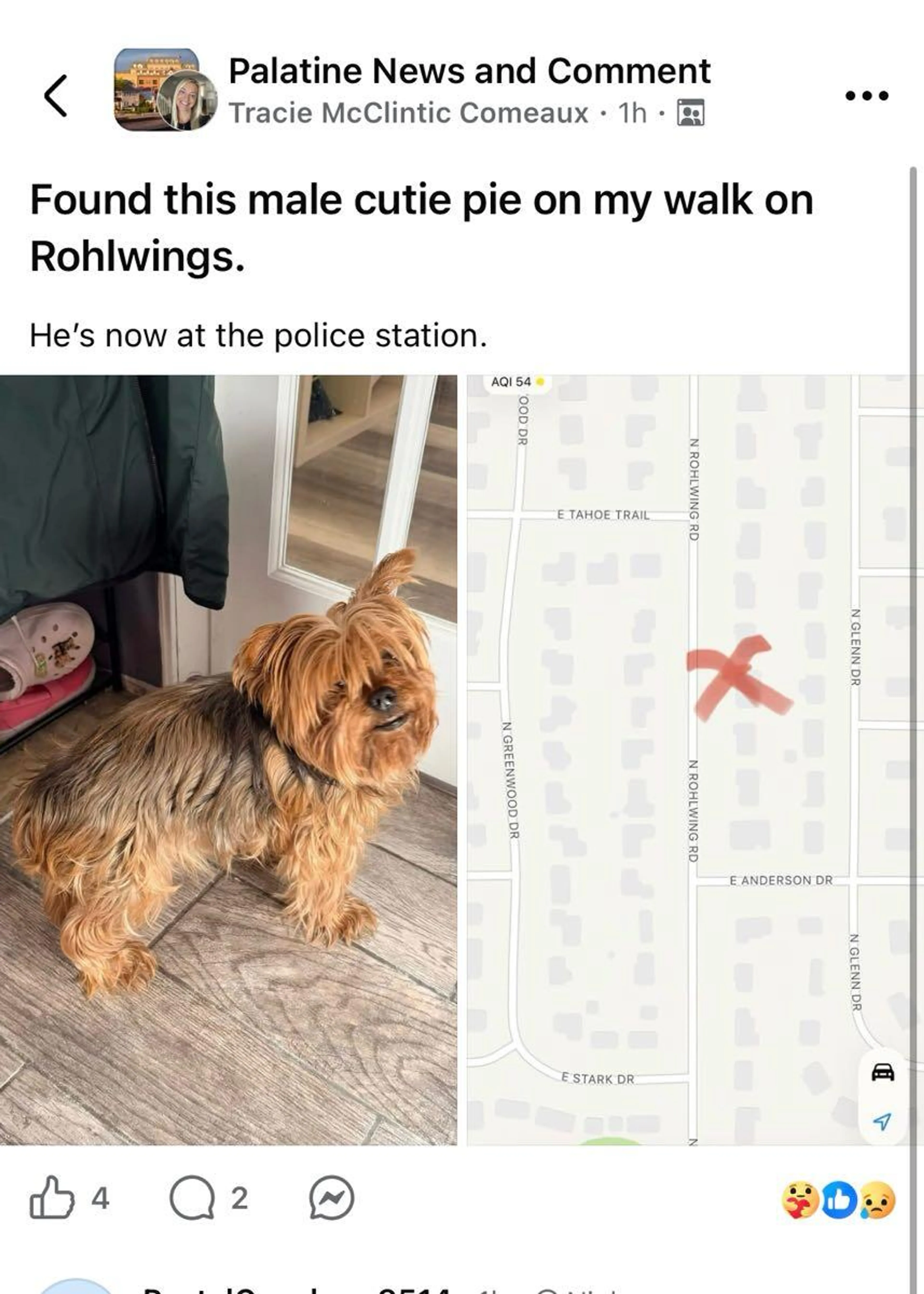 Found pet