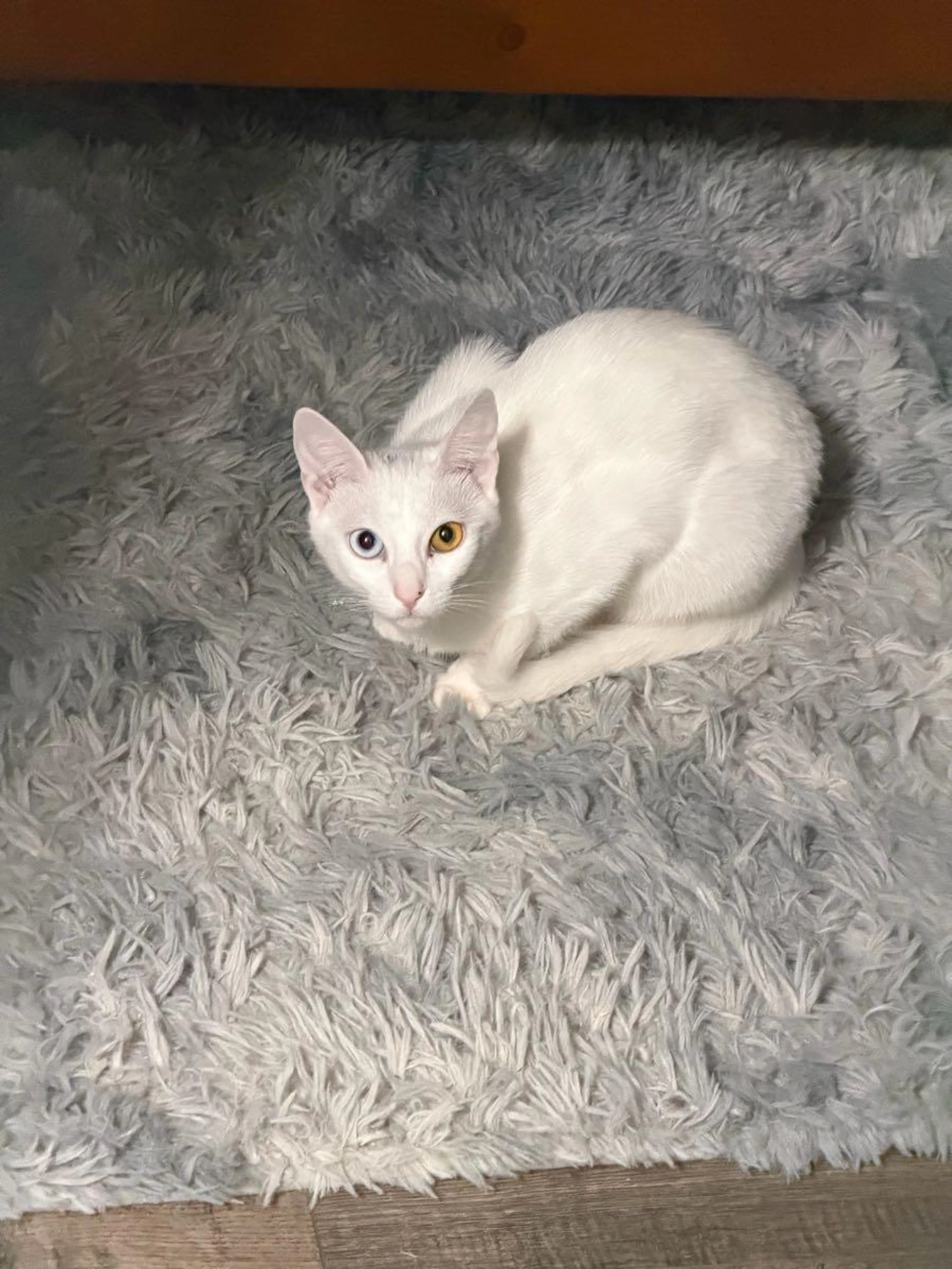 Lost pet
