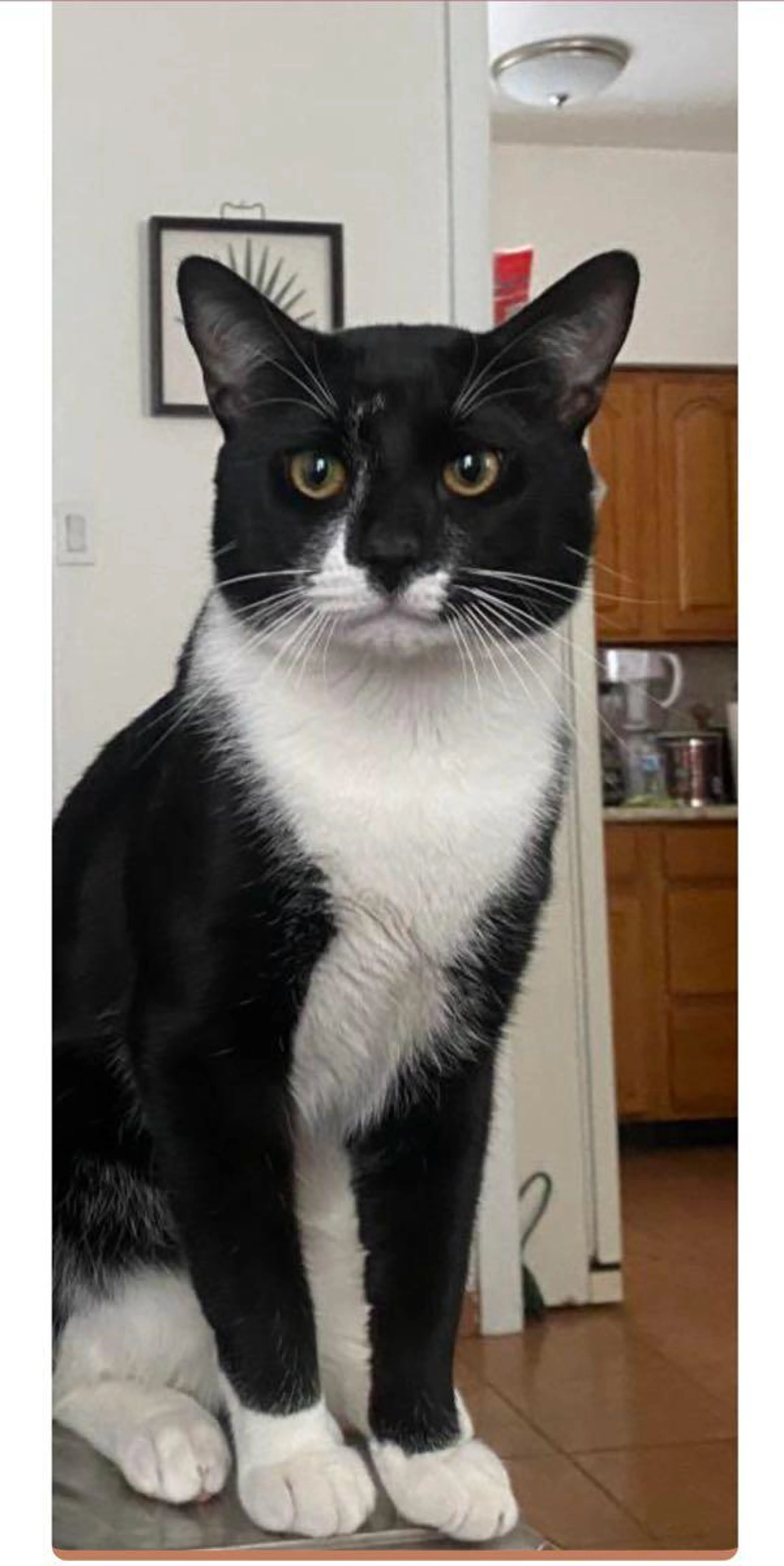 Lost pet