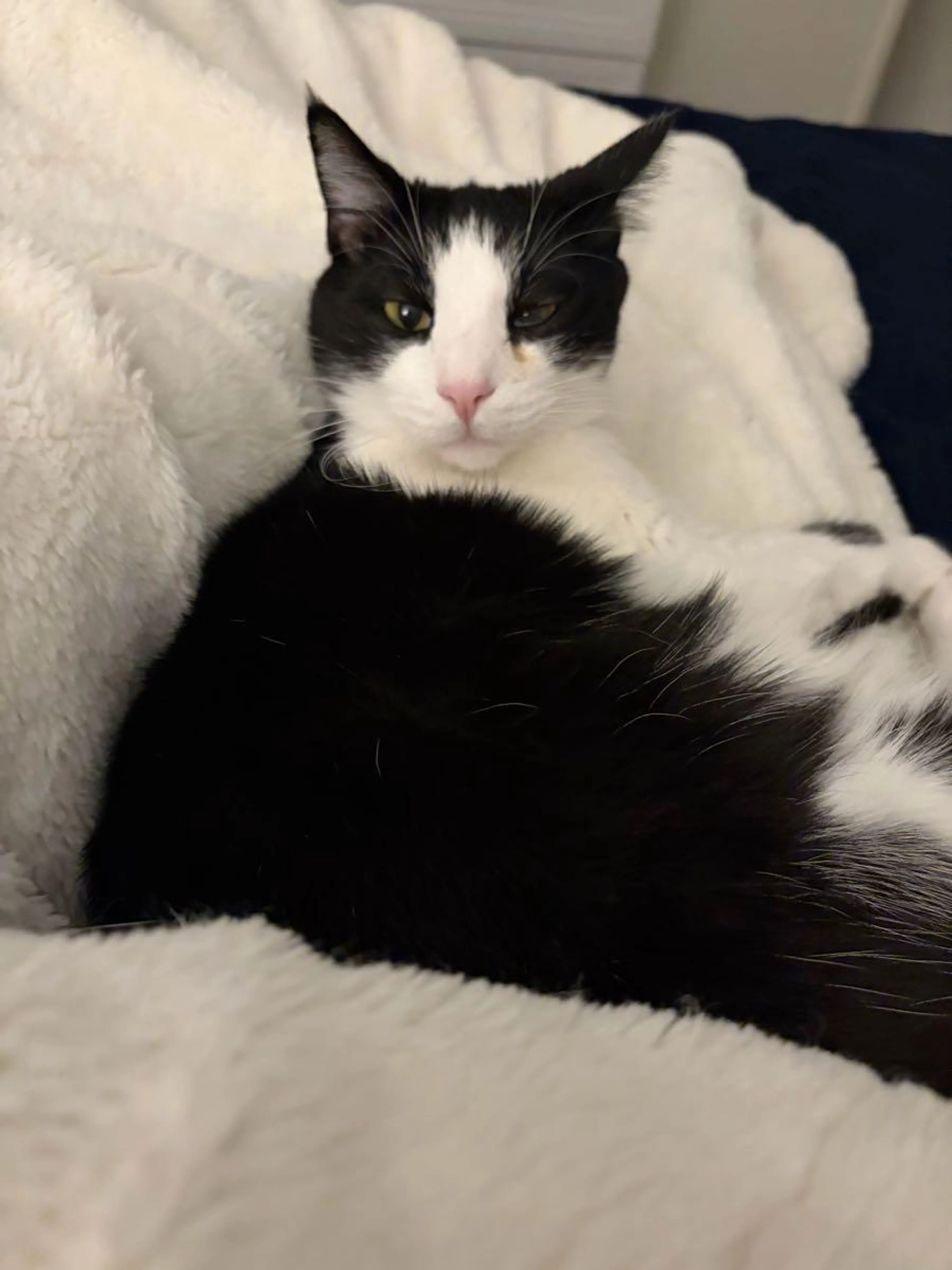 Lost pet