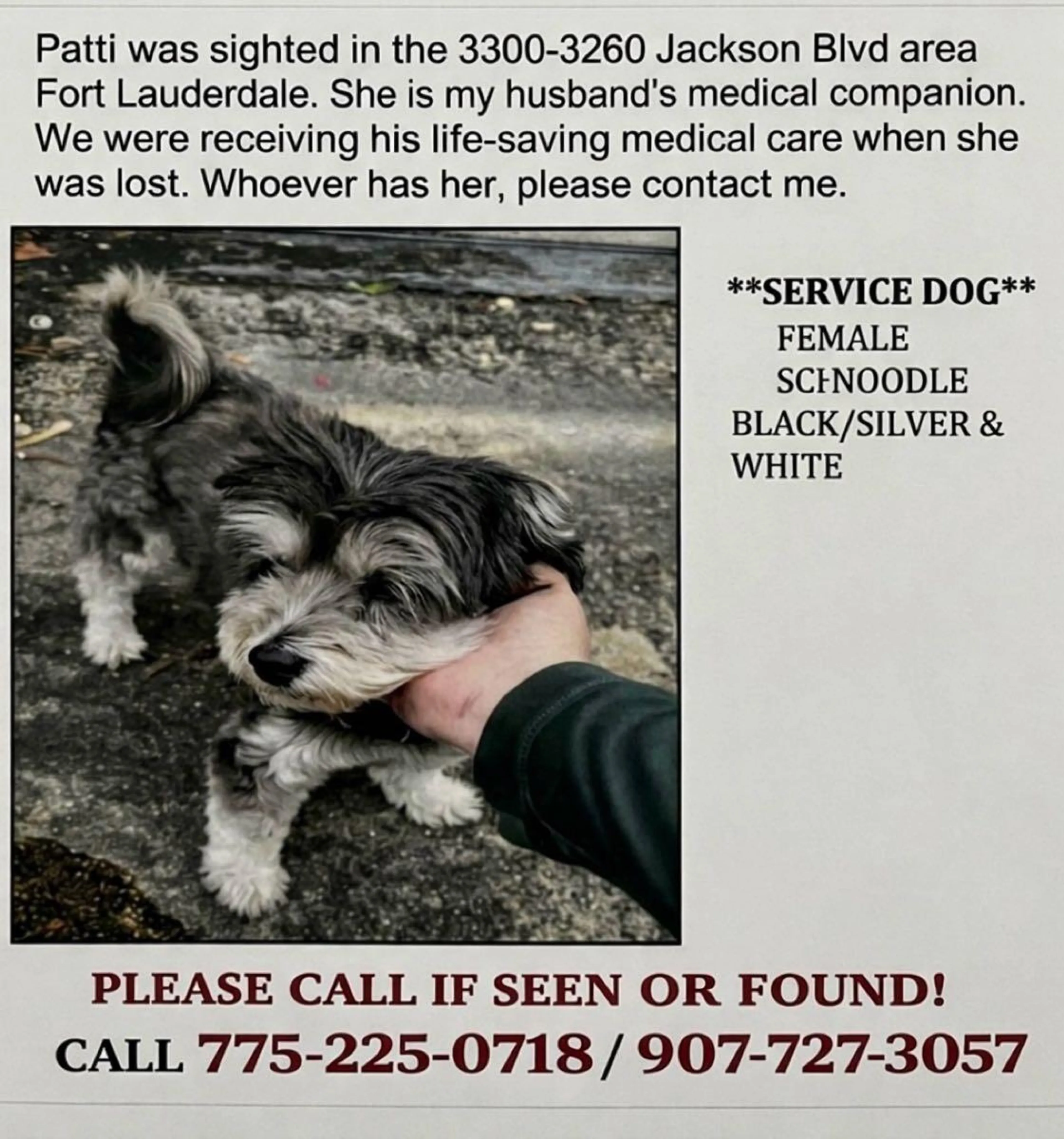 Lost pet