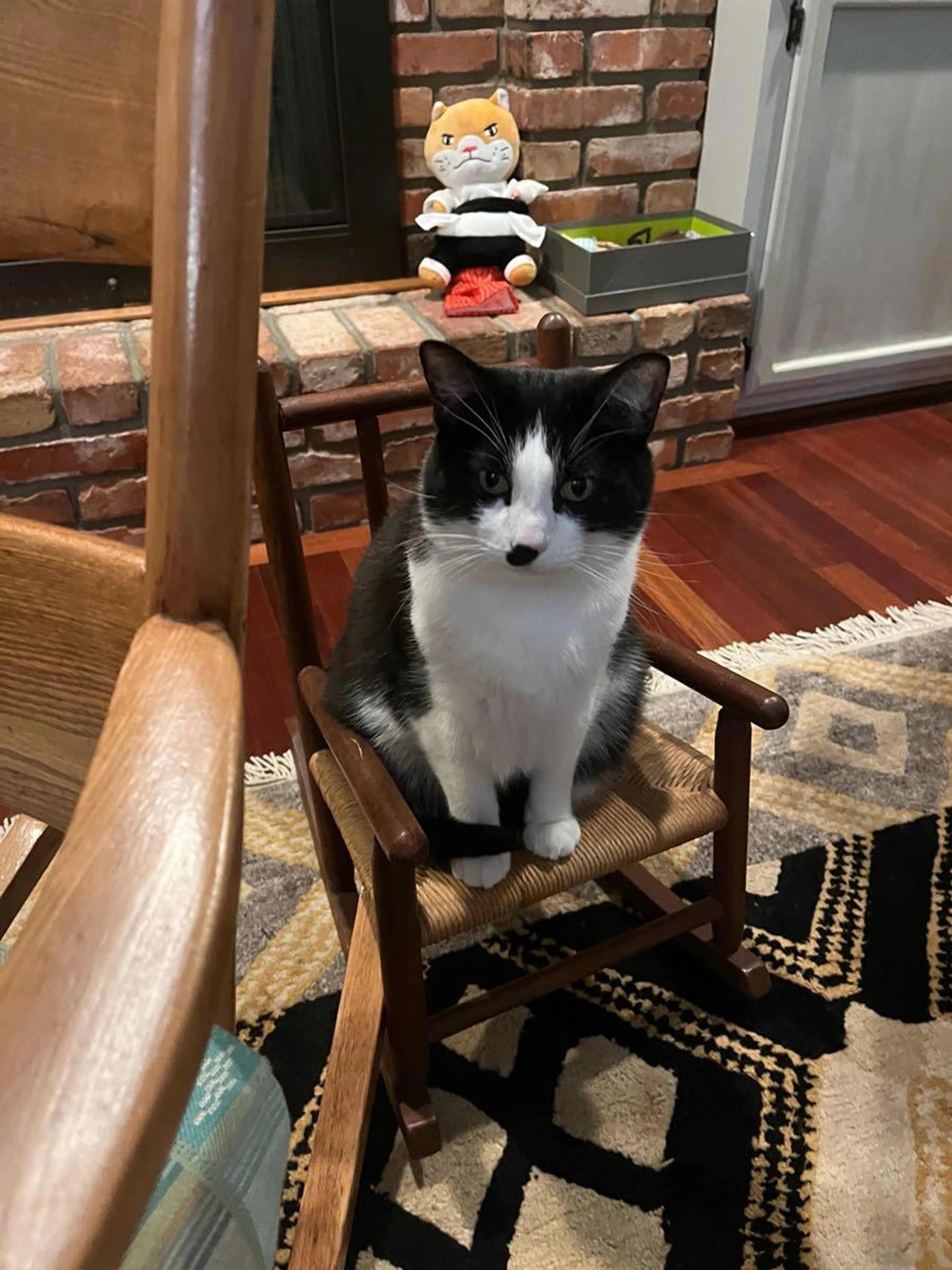 Lost pet