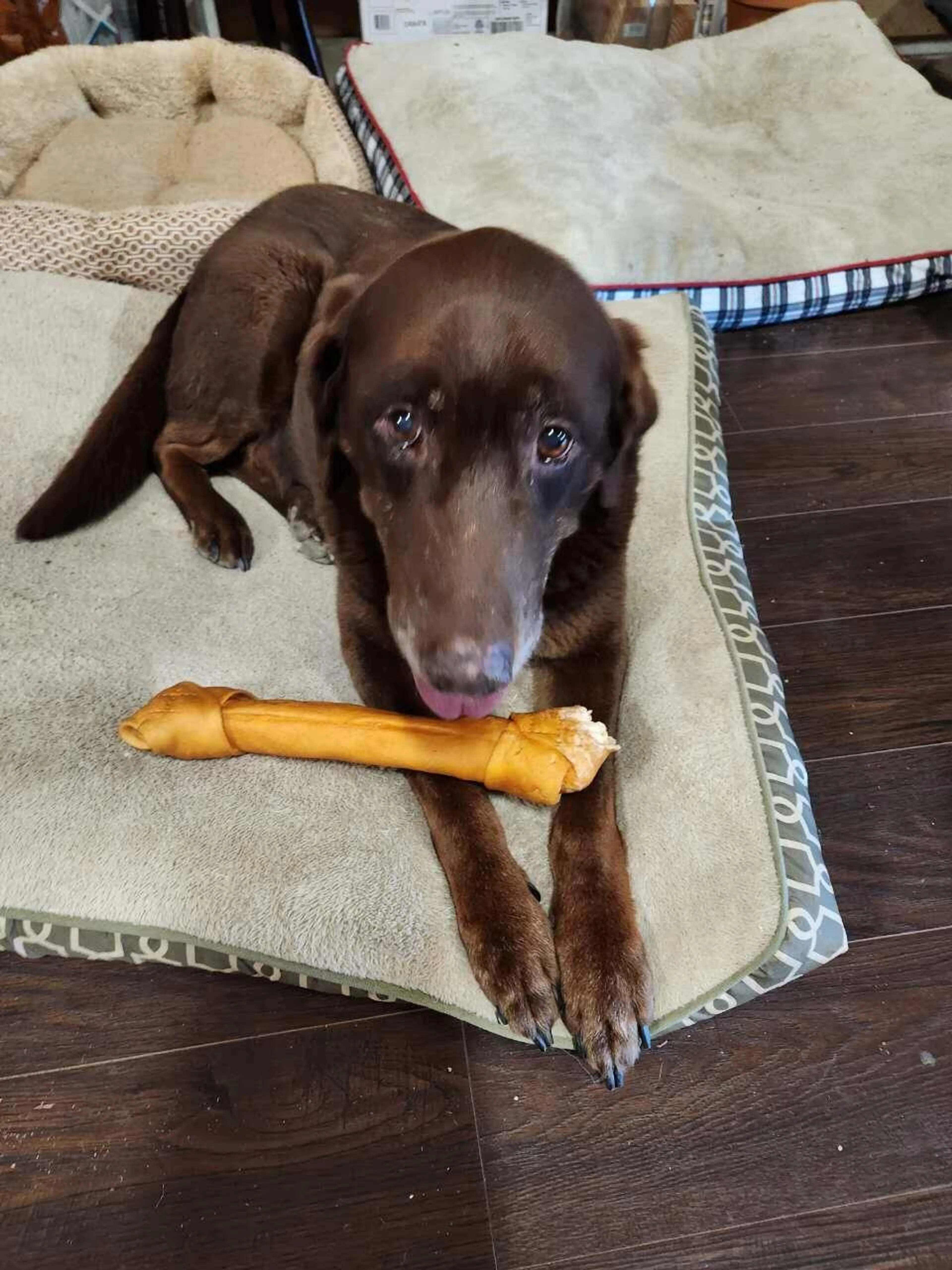 Lost pet