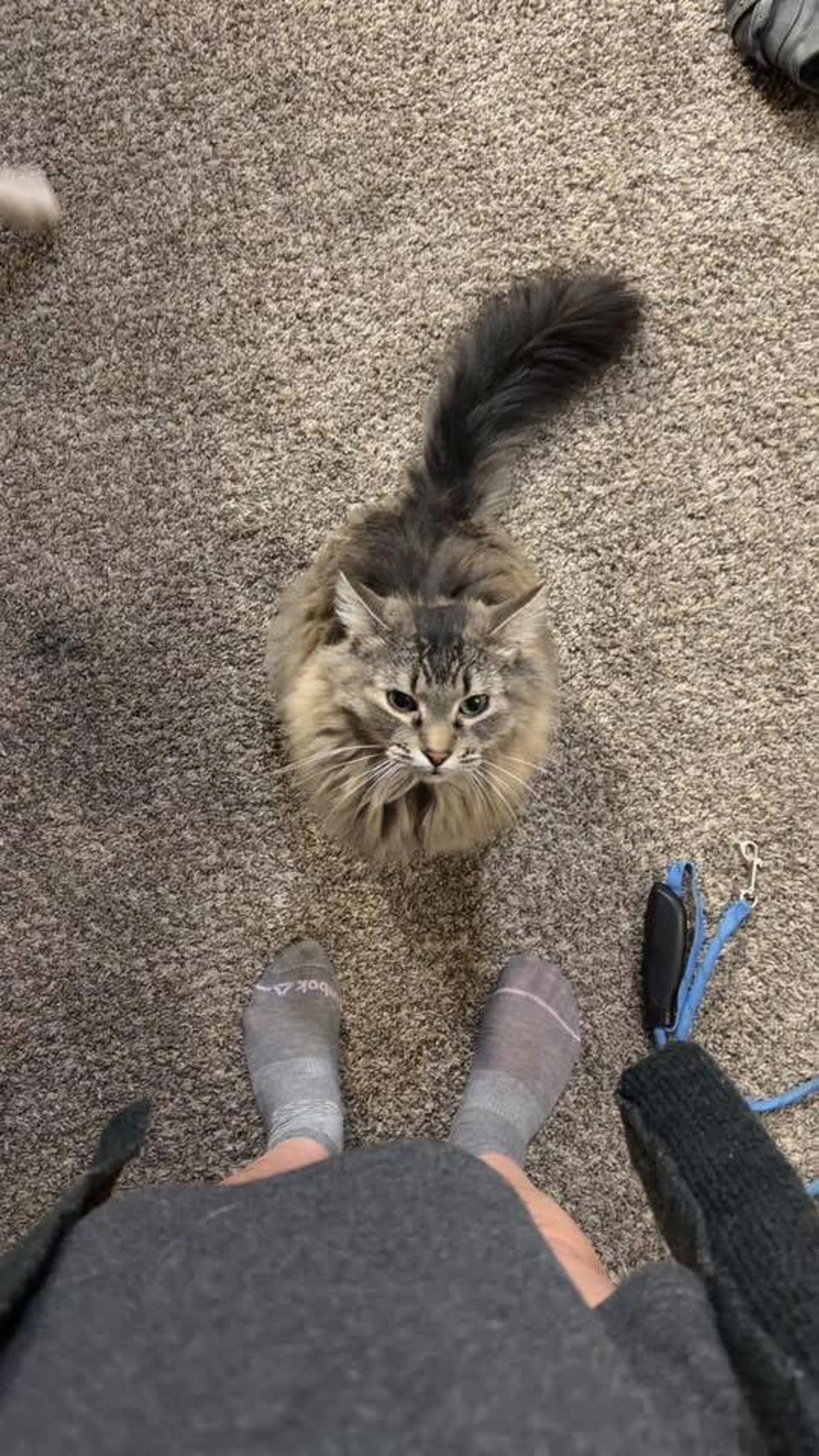 Lost pet