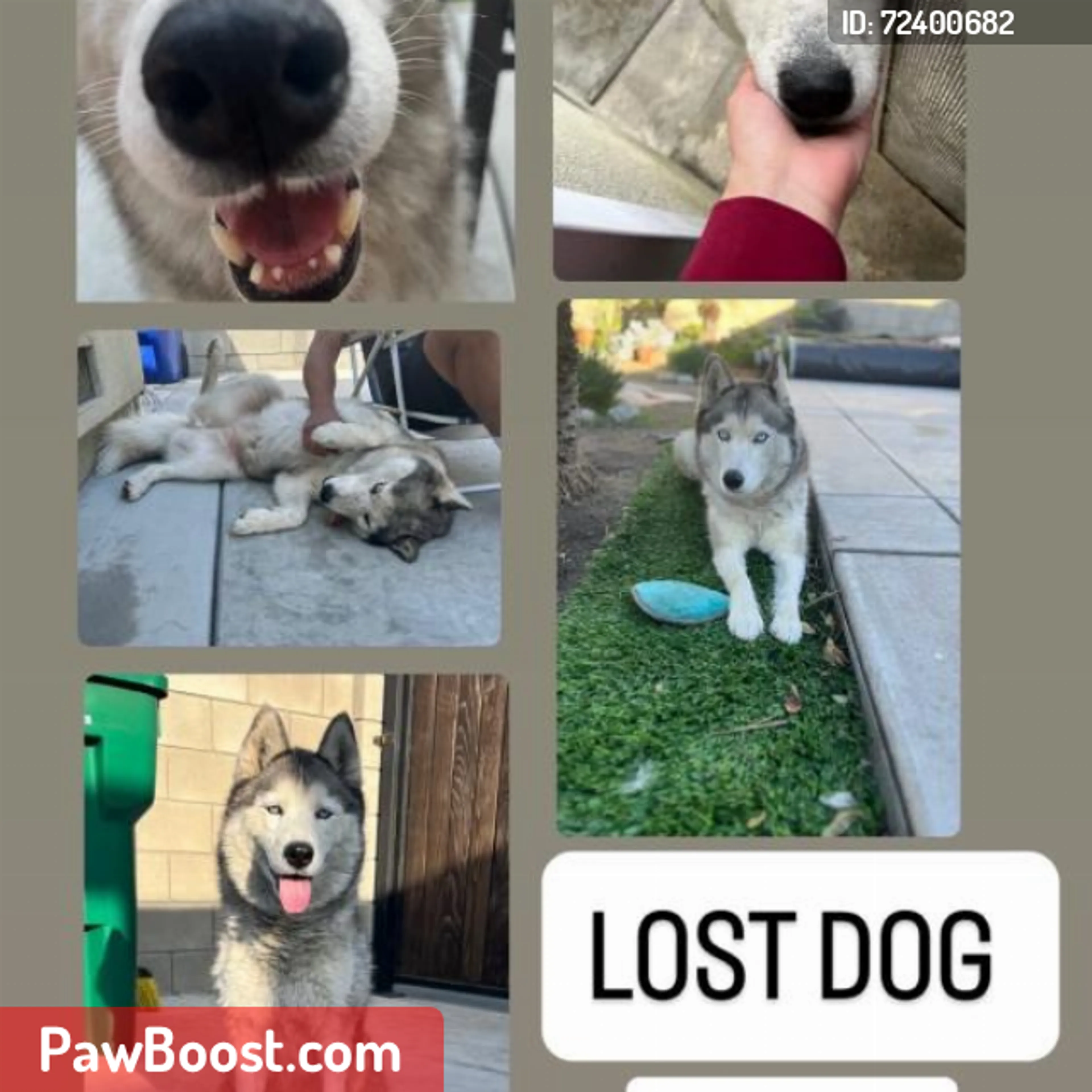 Lost pet