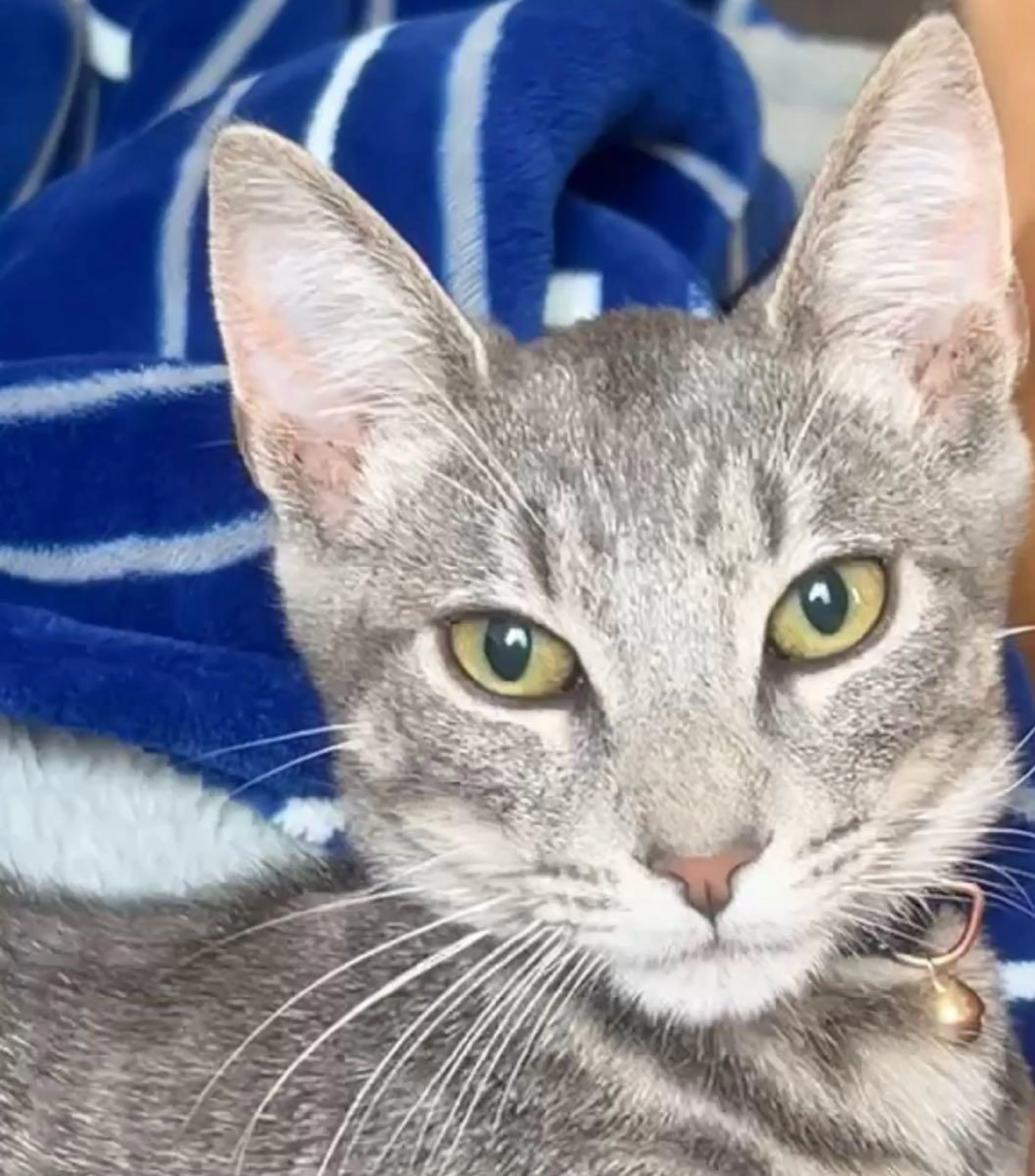 Lost pet