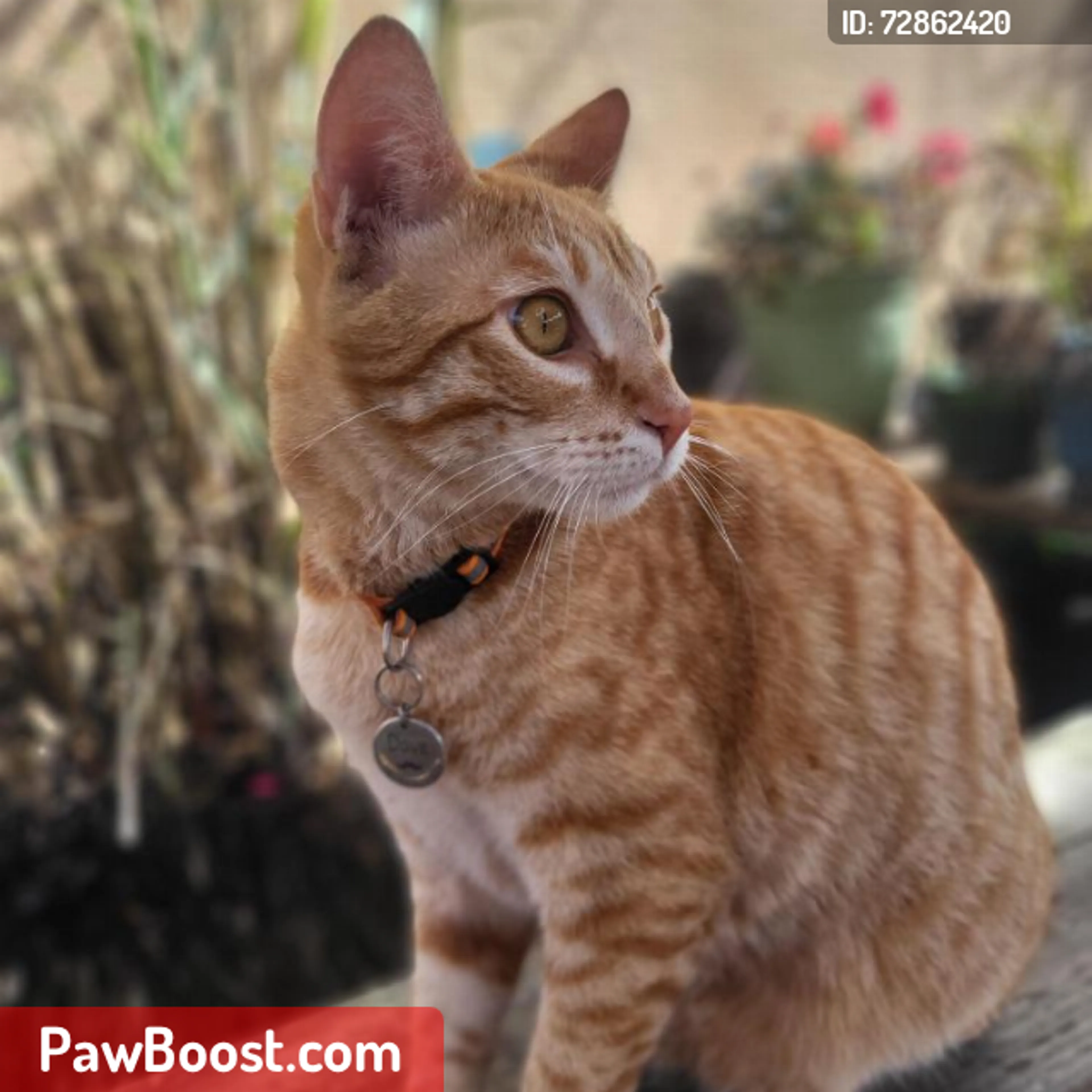Lost pet