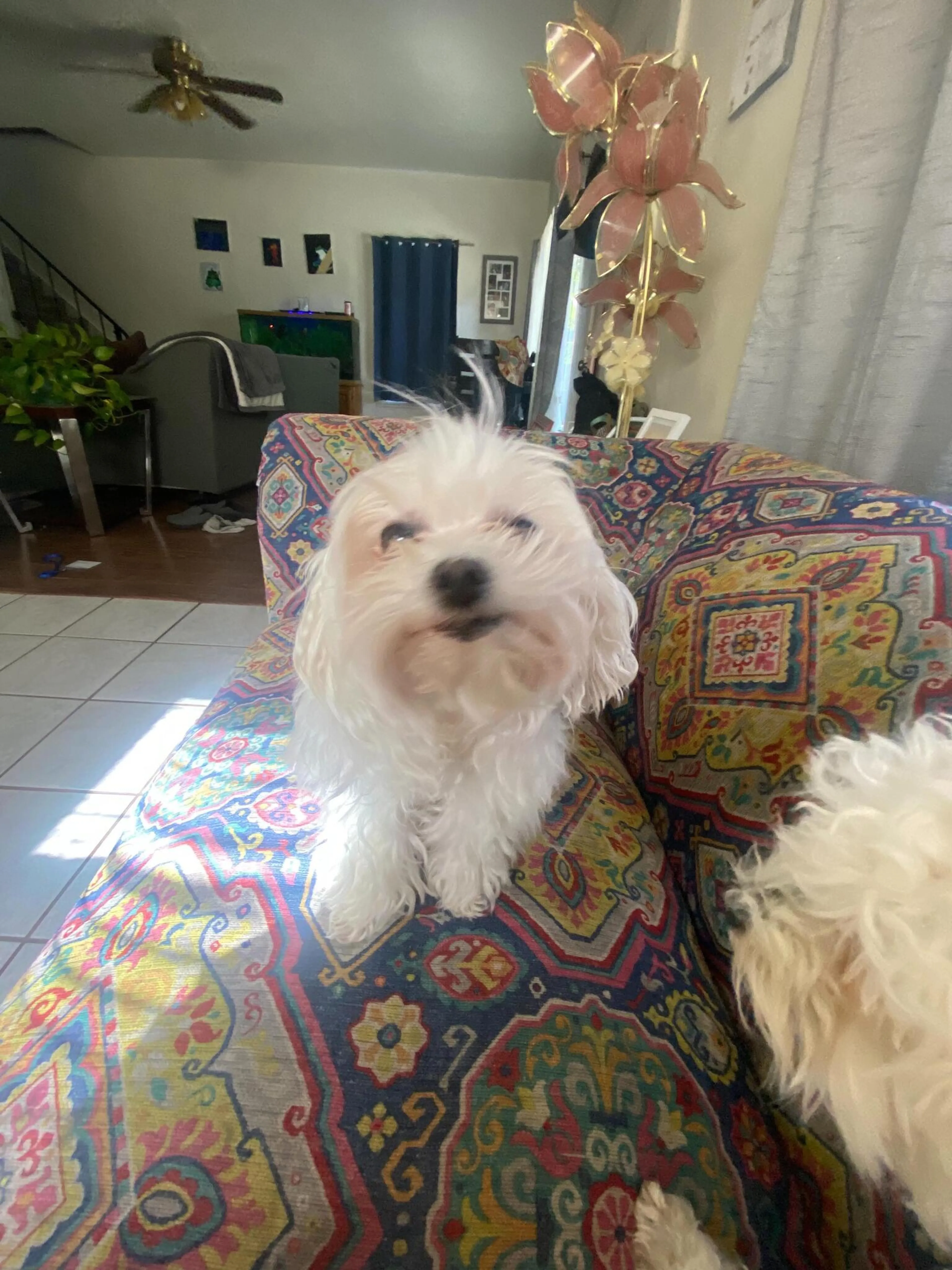Lost pet