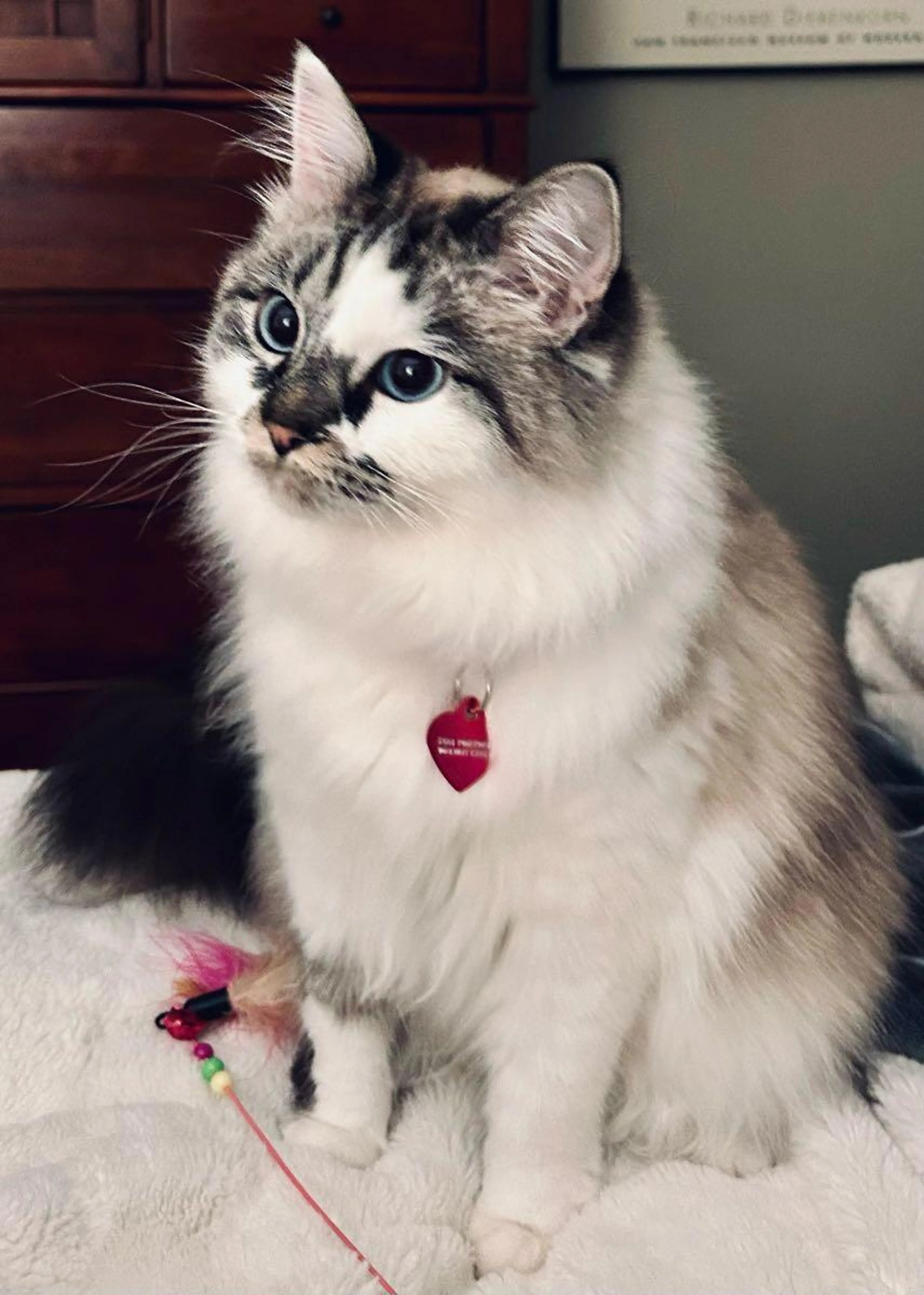 Lost pet