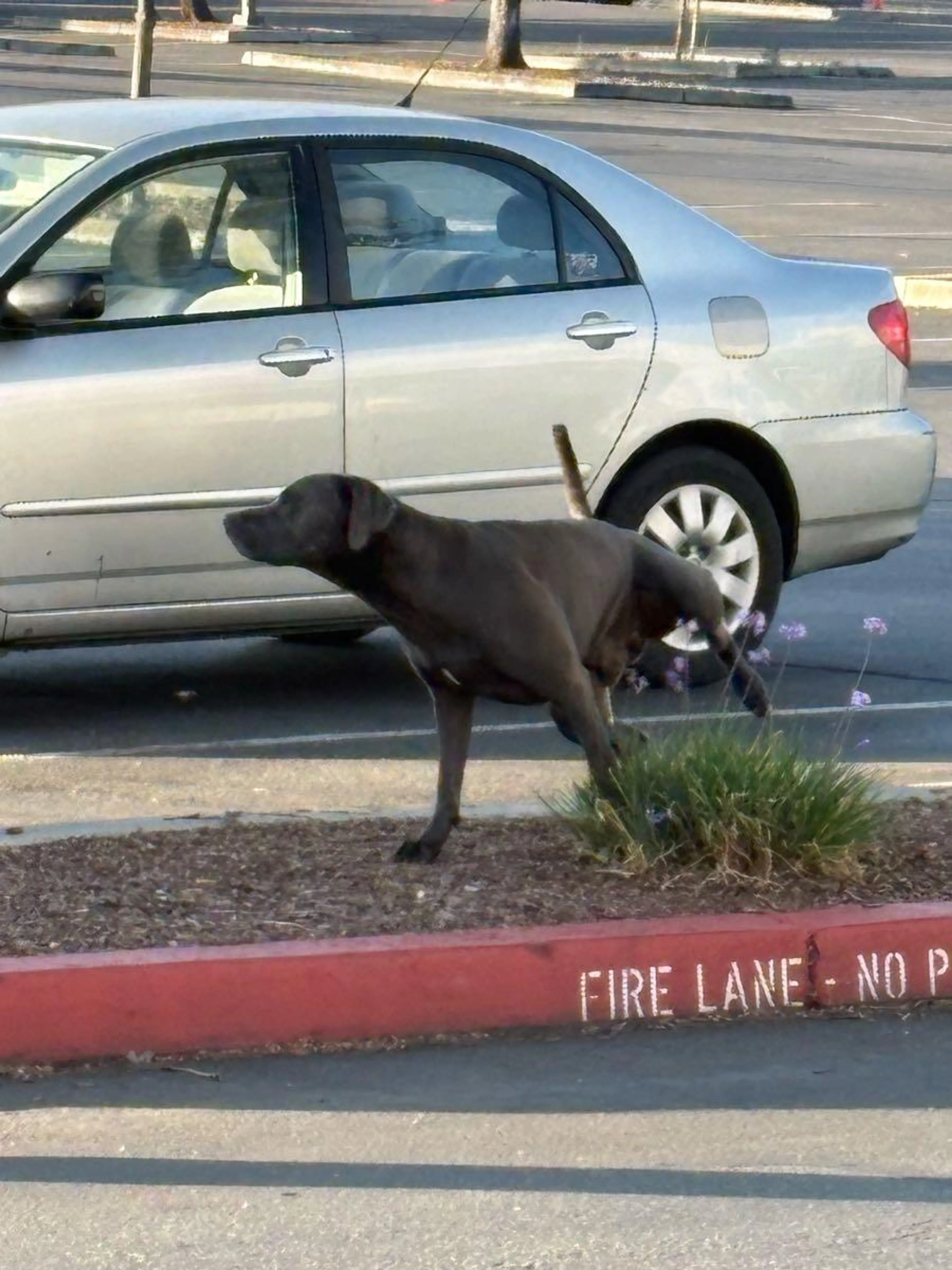 Lost pet