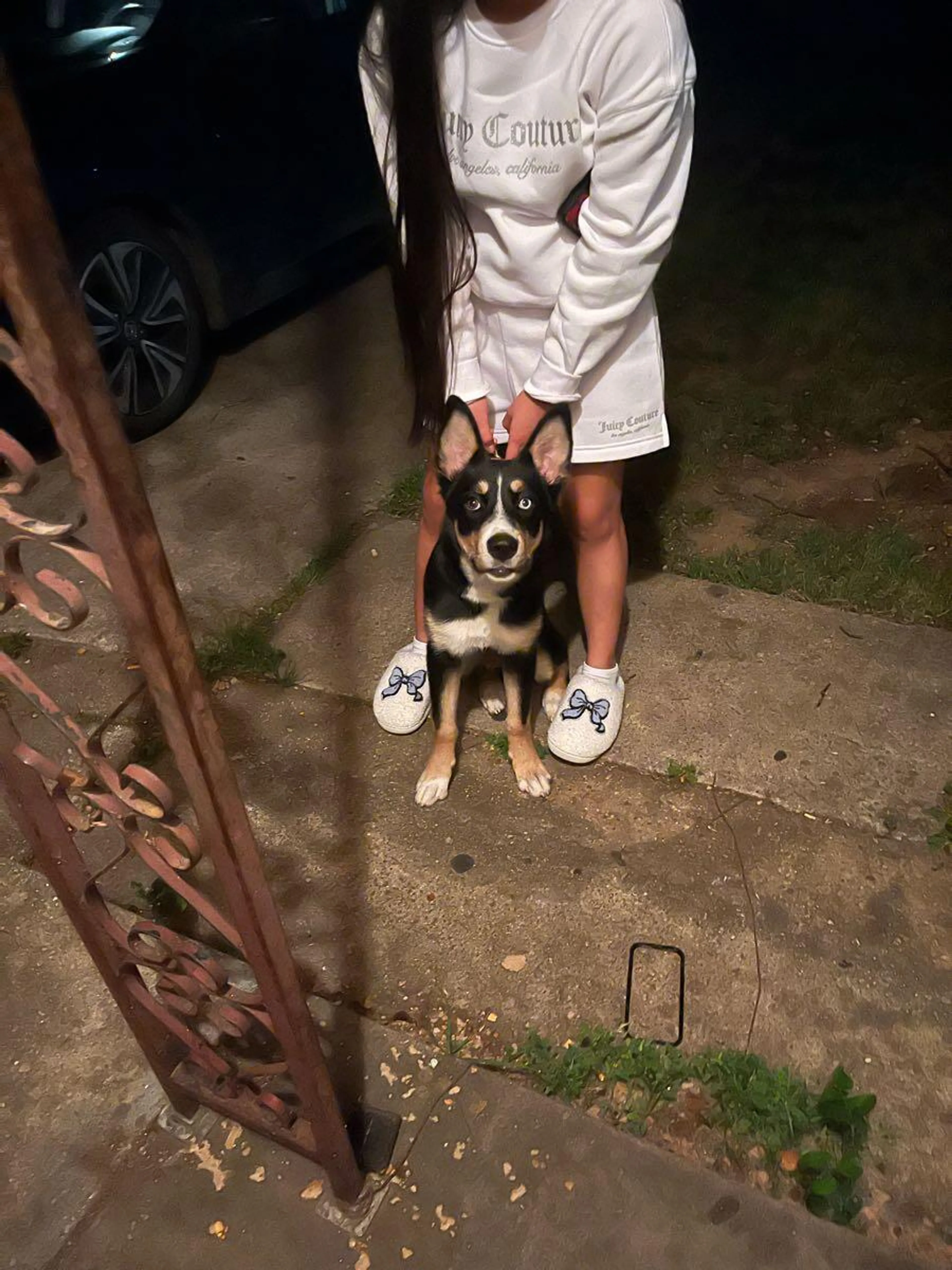 Found pet