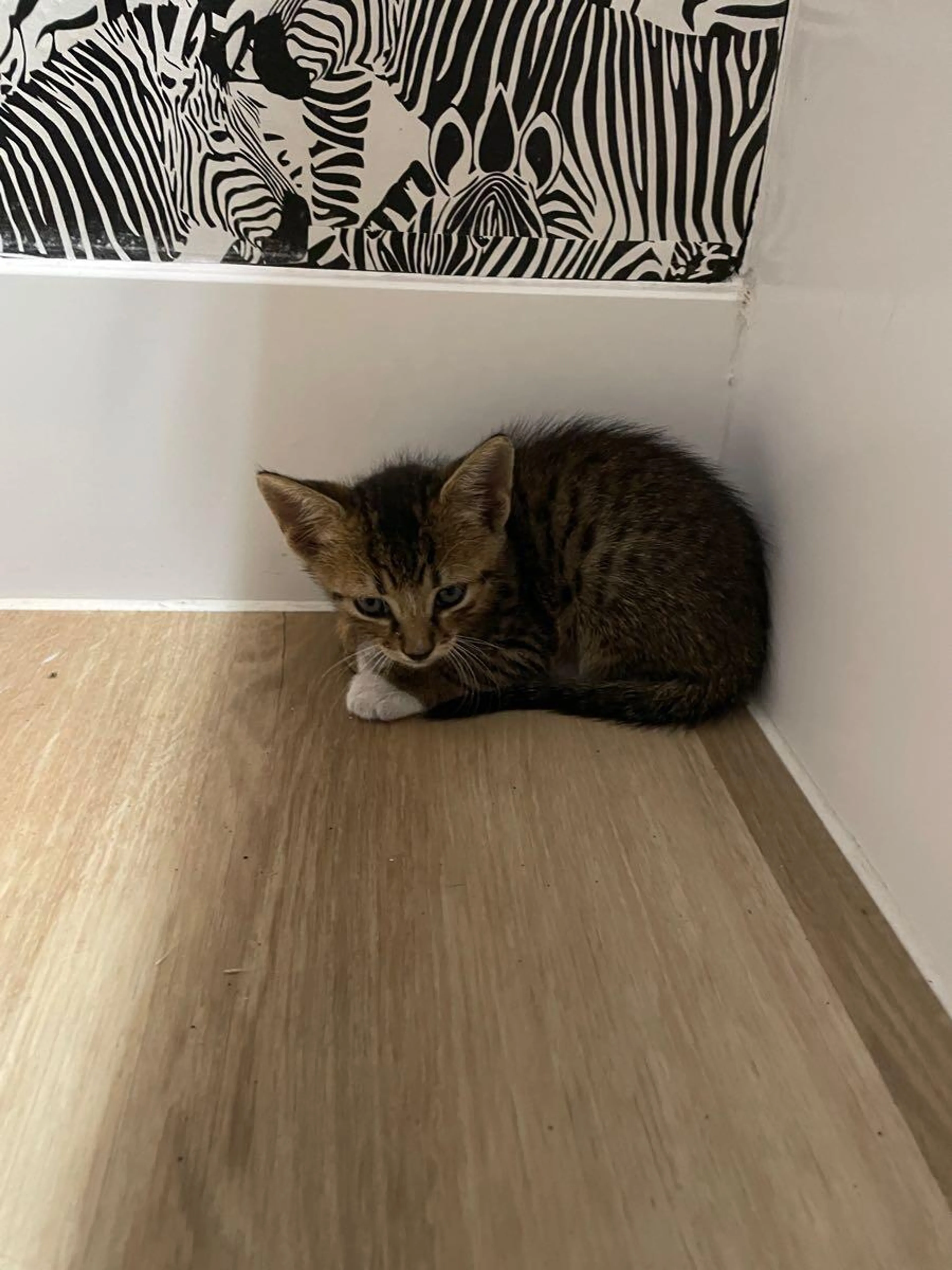 Found pet
