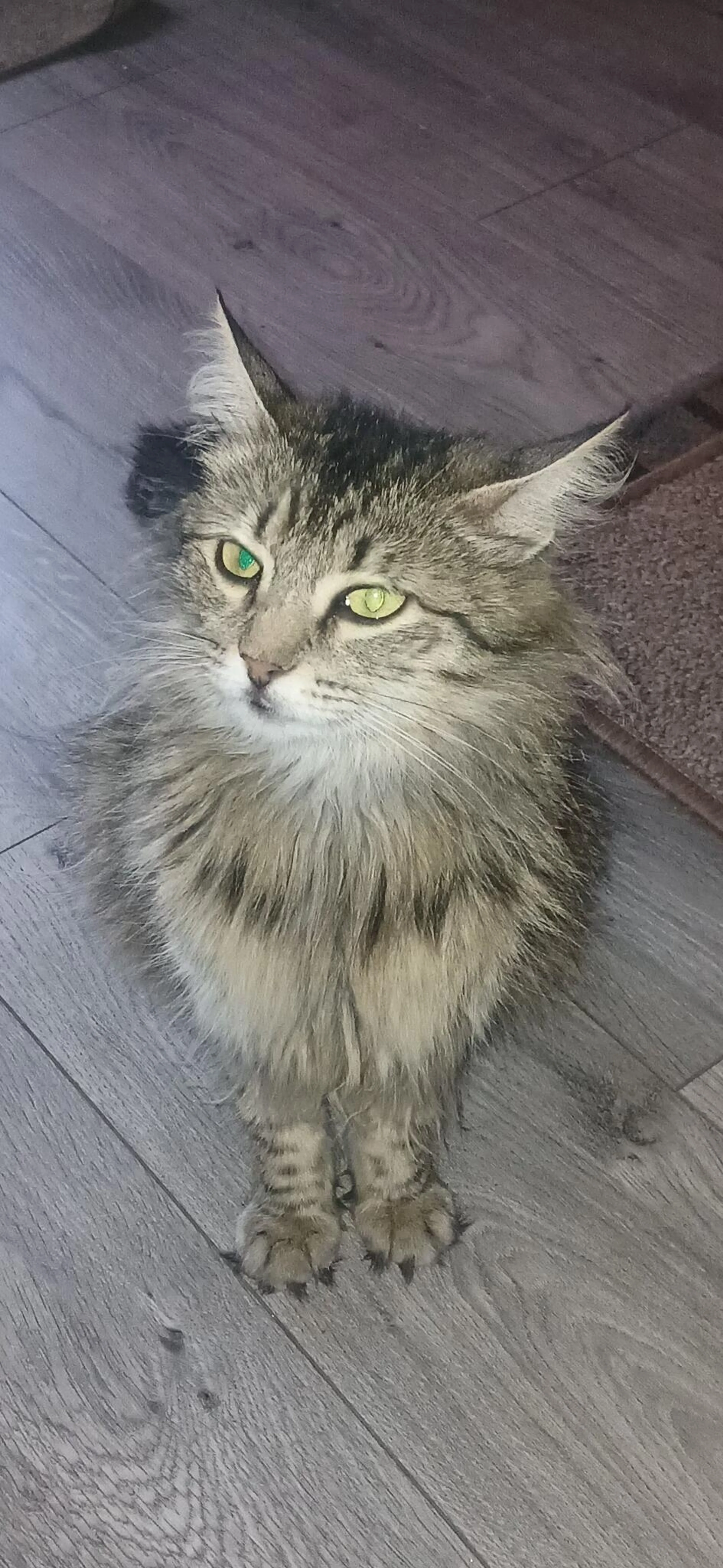 Lost pet