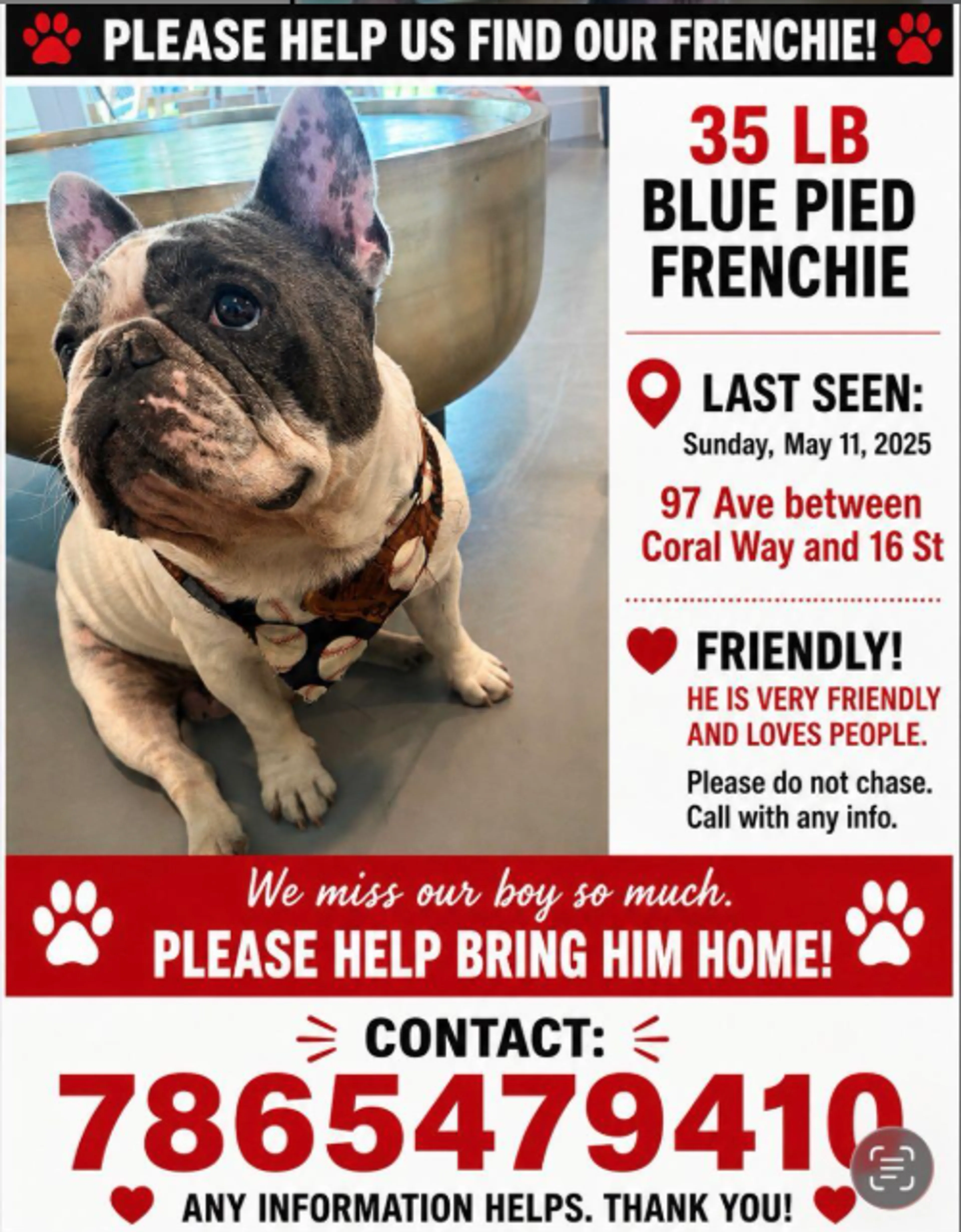 Lost pet