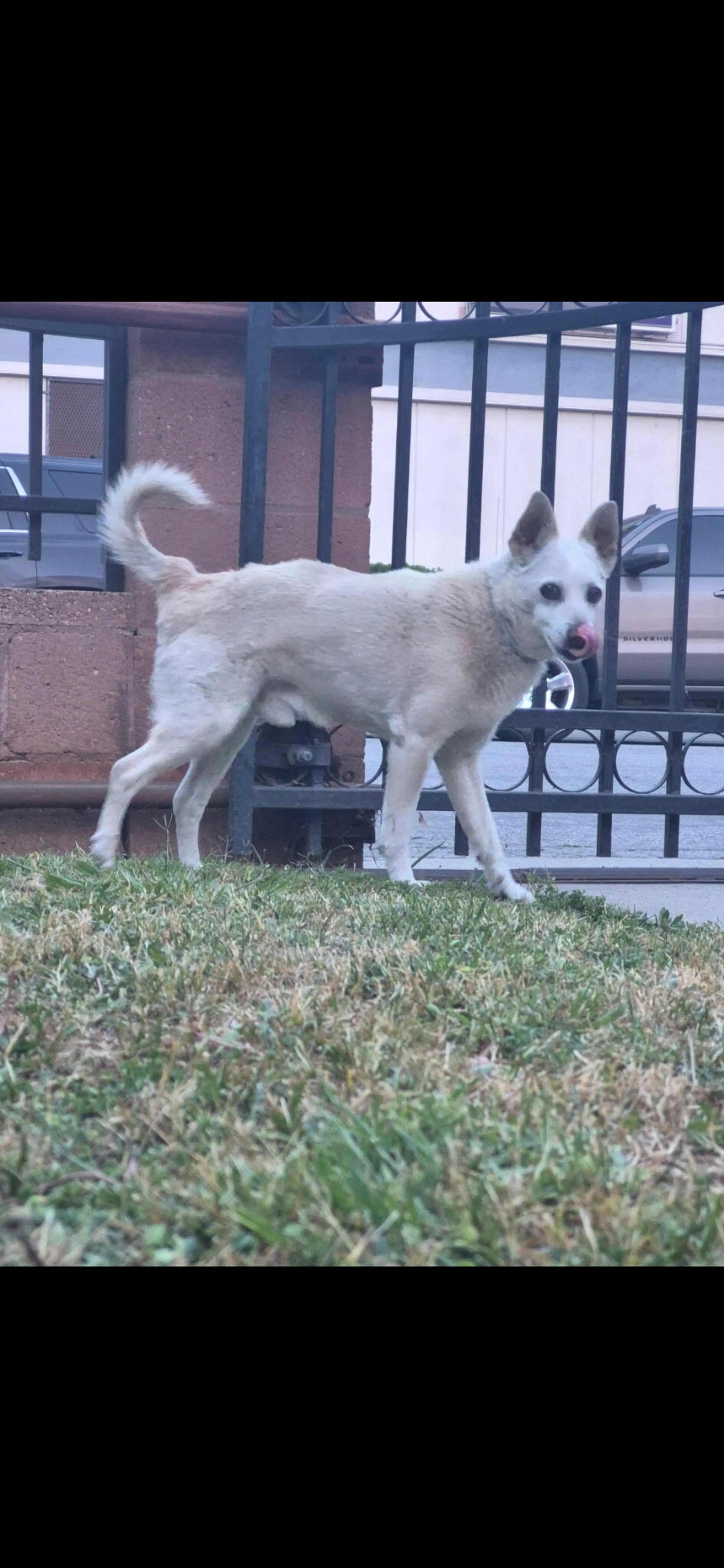 Lost pet