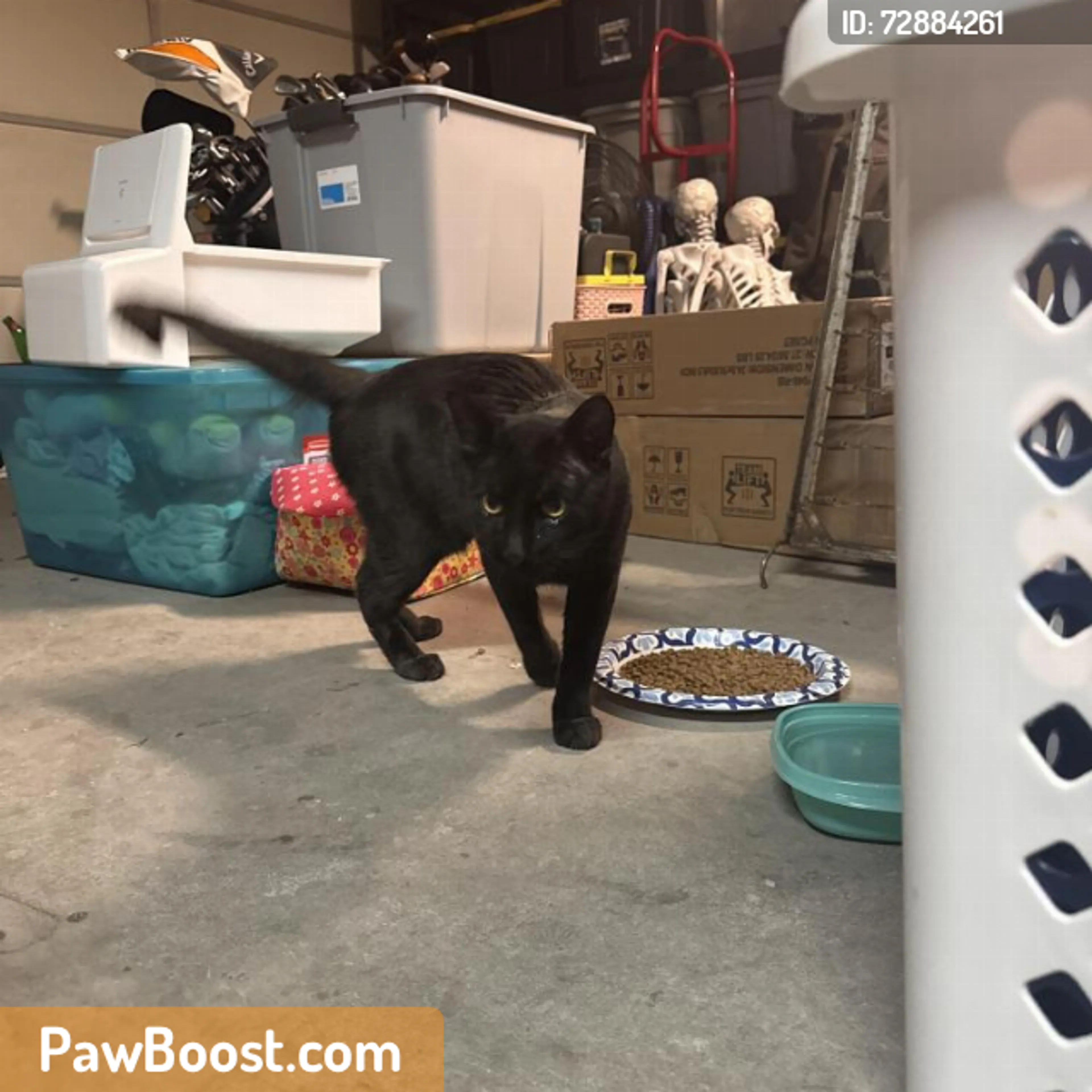 Found pet