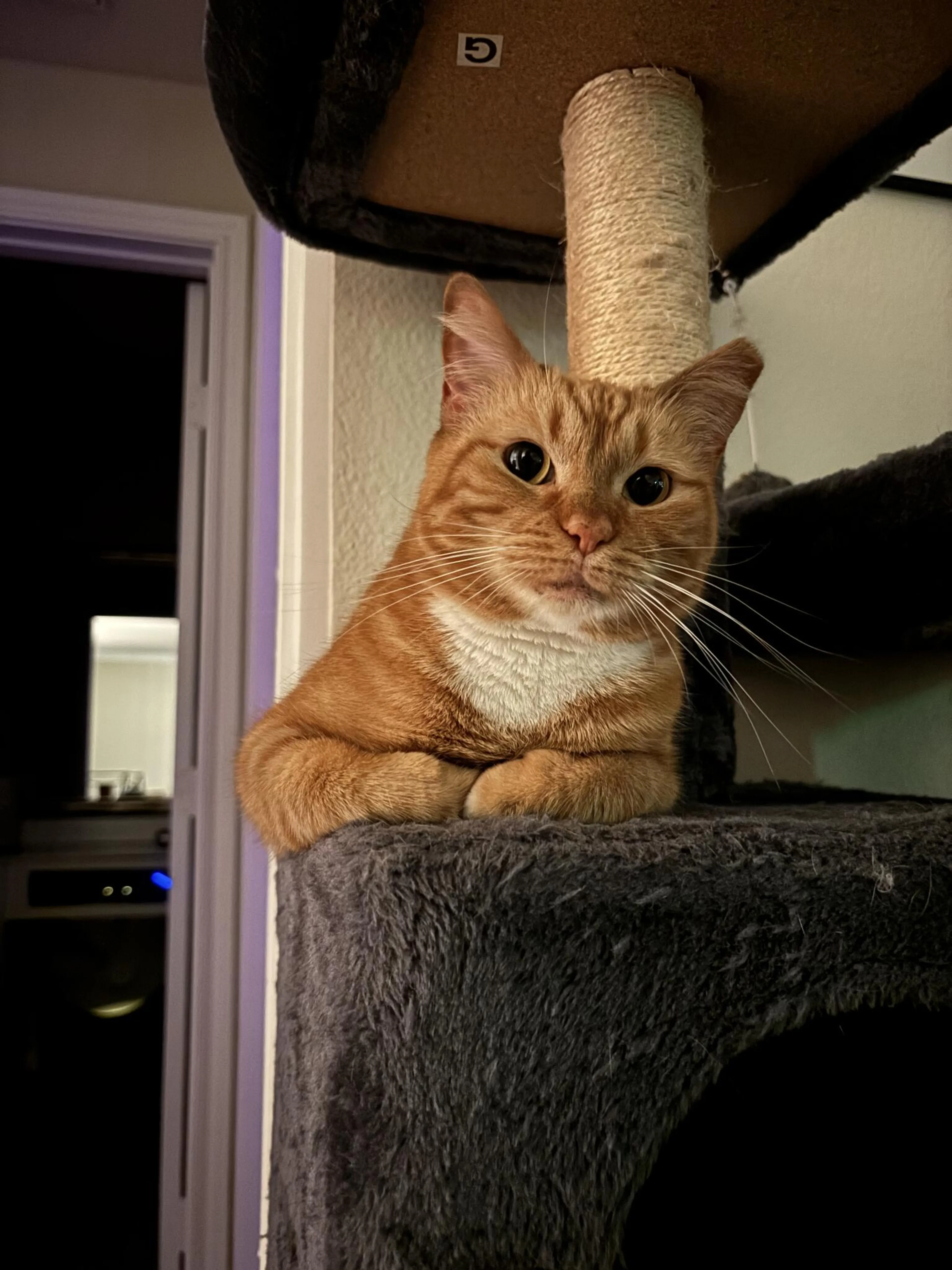 Lost pet