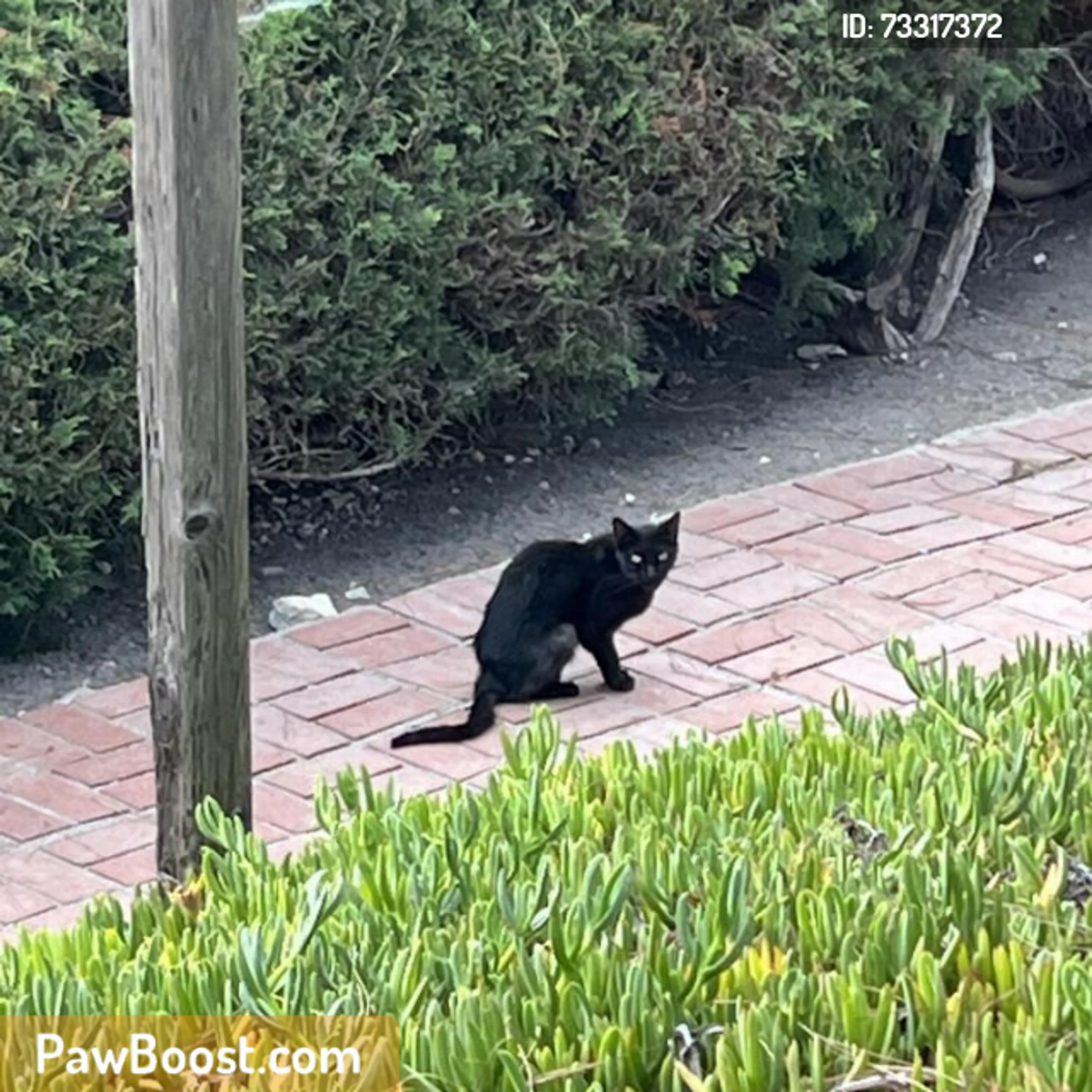 cdn image