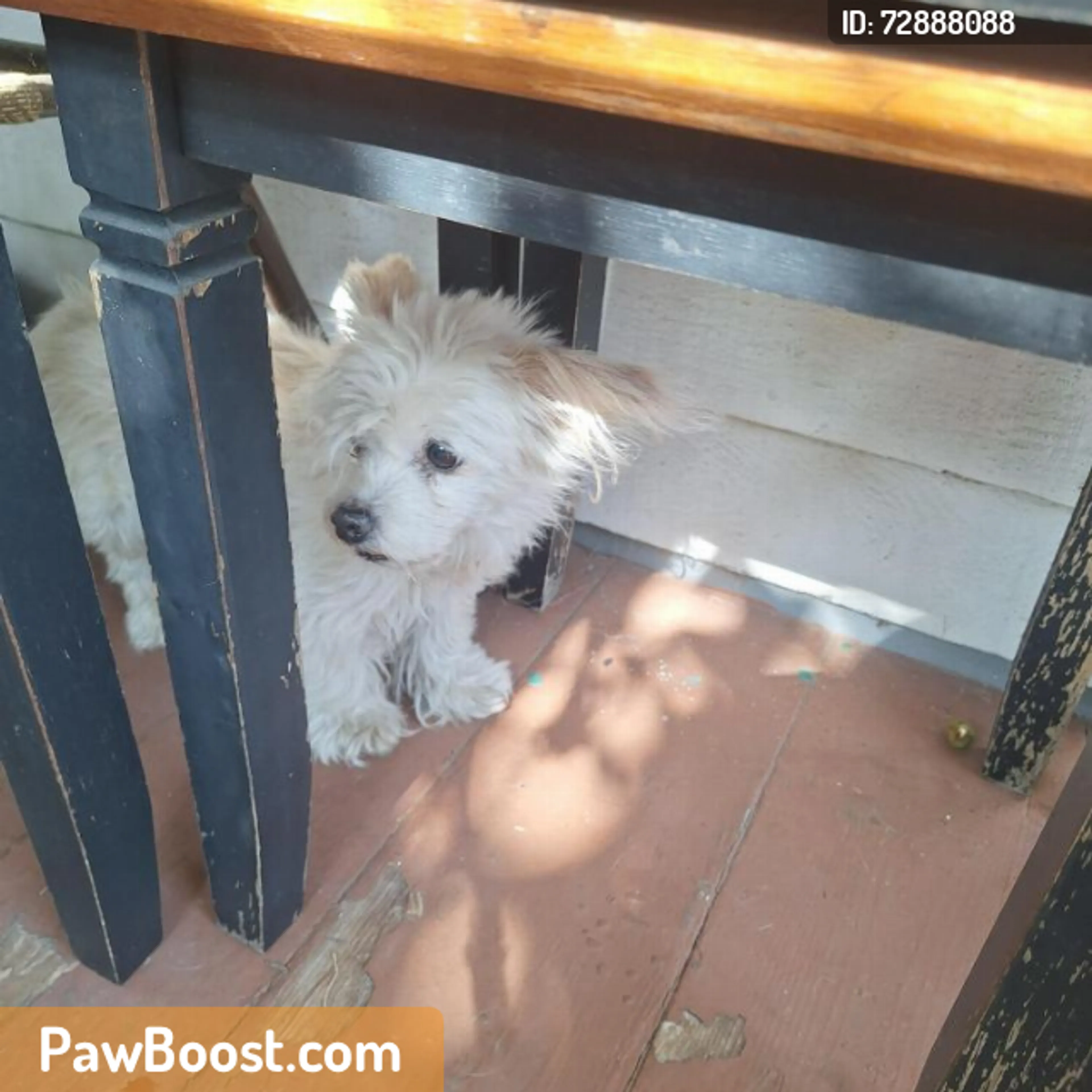 Found pet