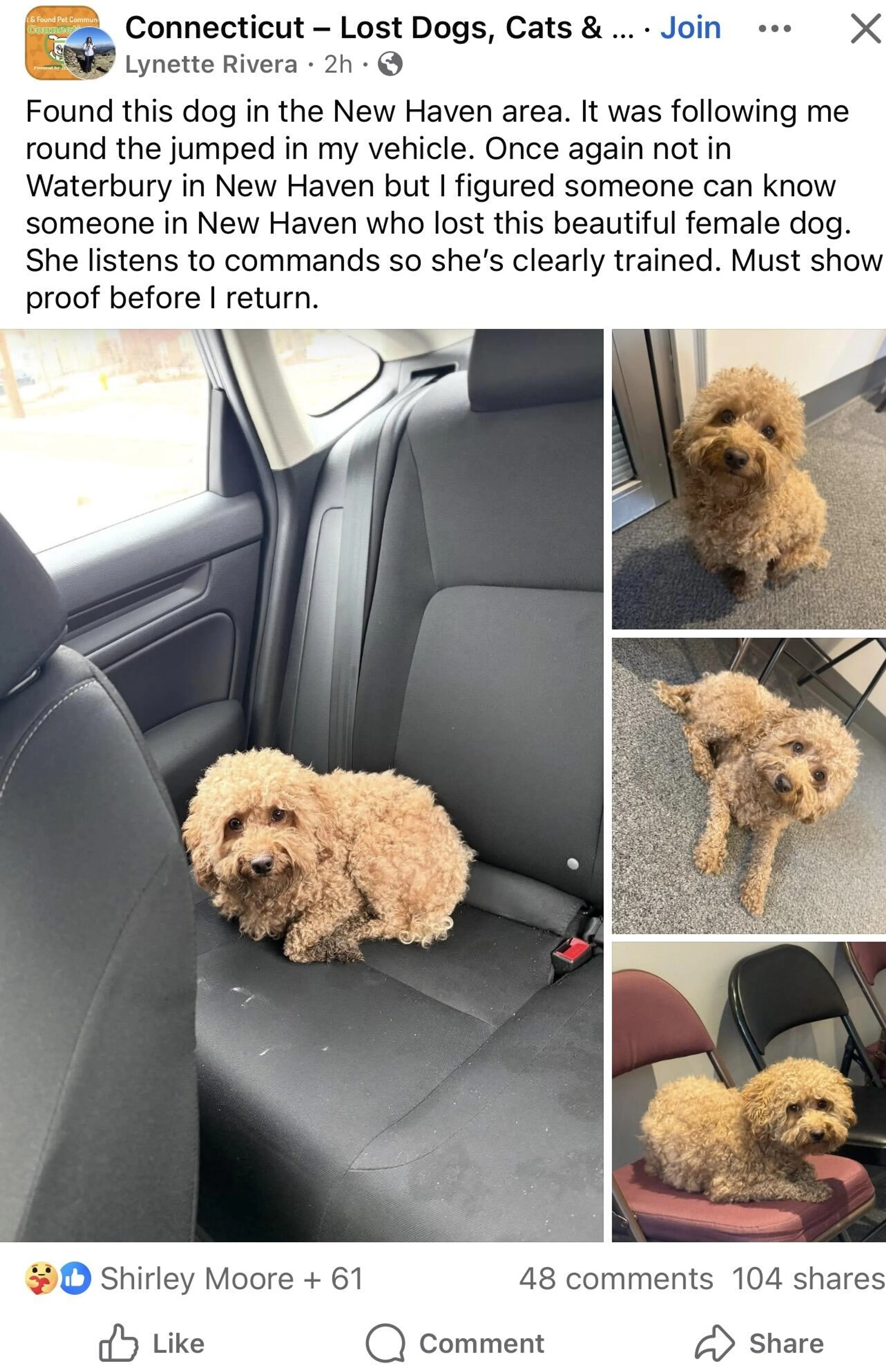 Found pet