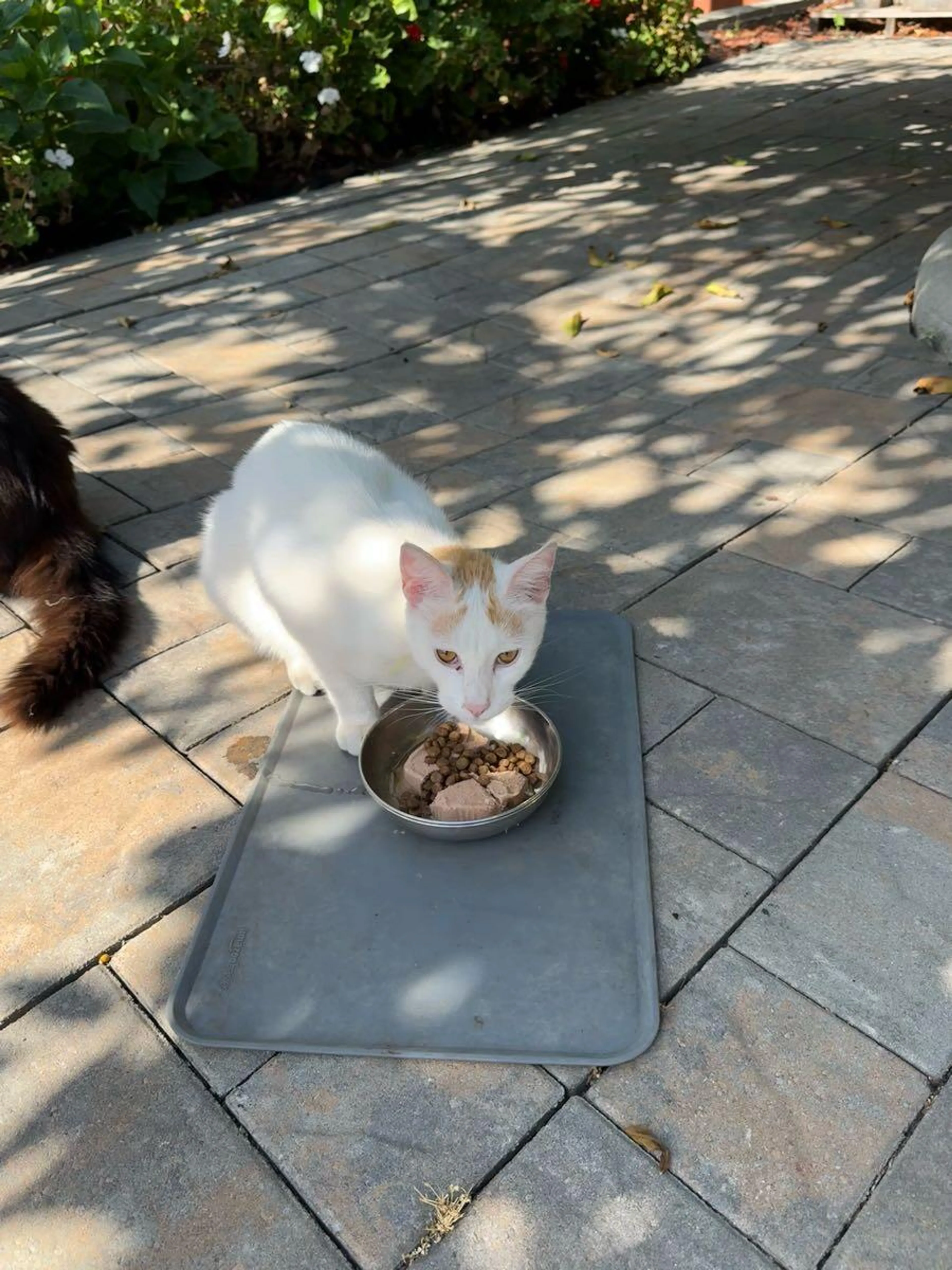Found pet