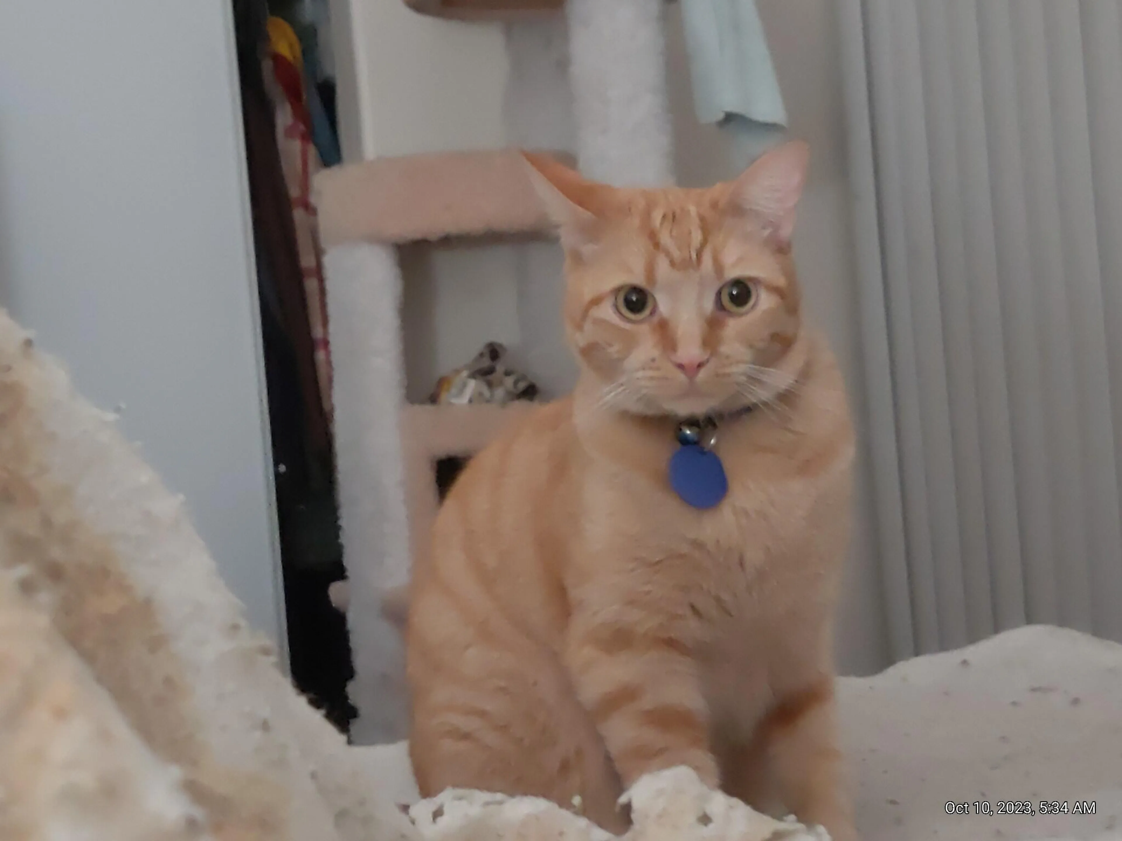 Lost pet