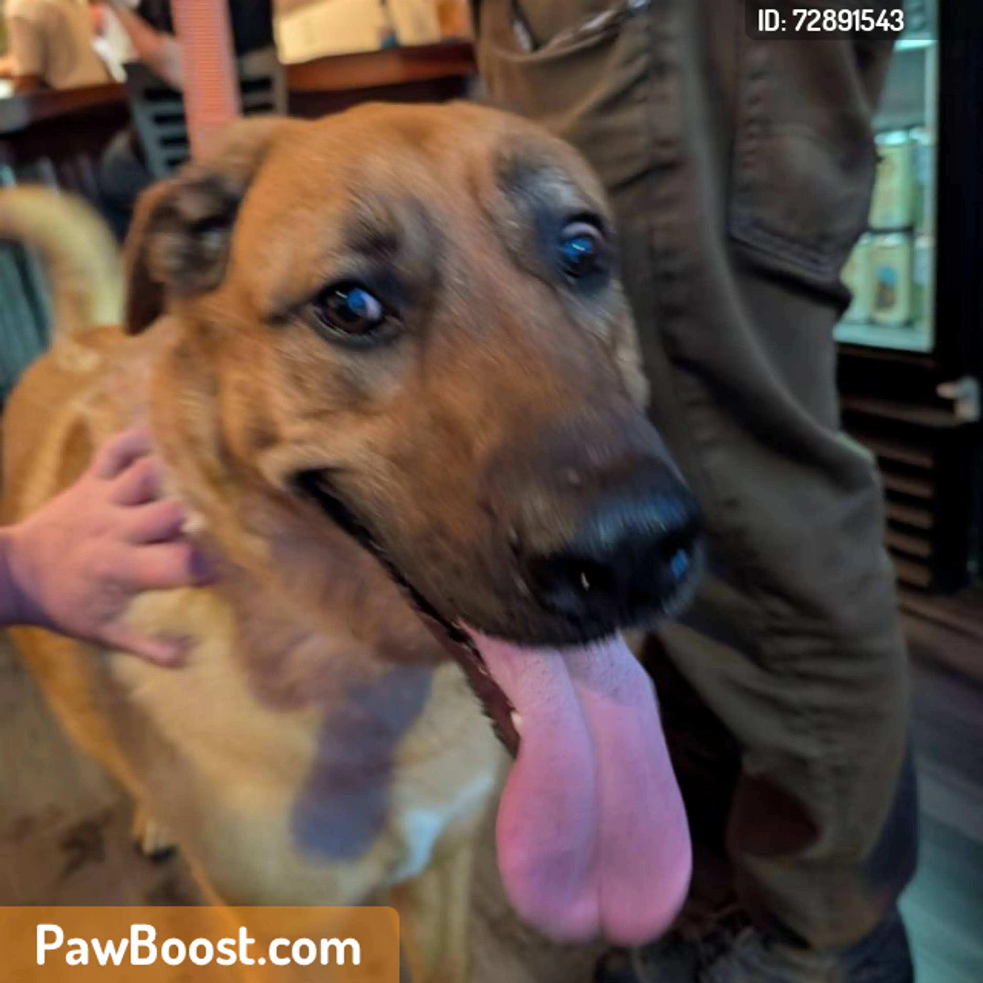 Found pet