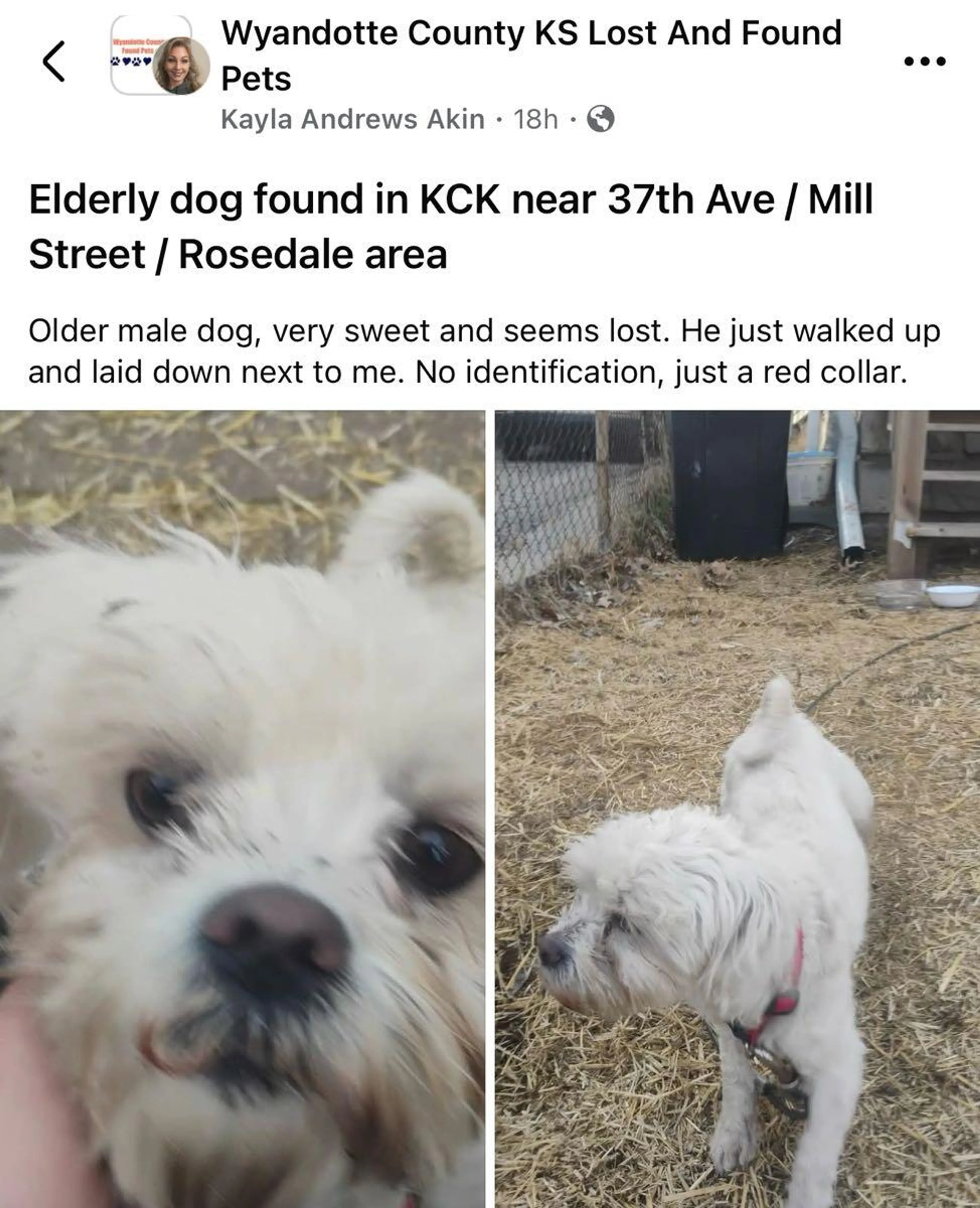 Found pet