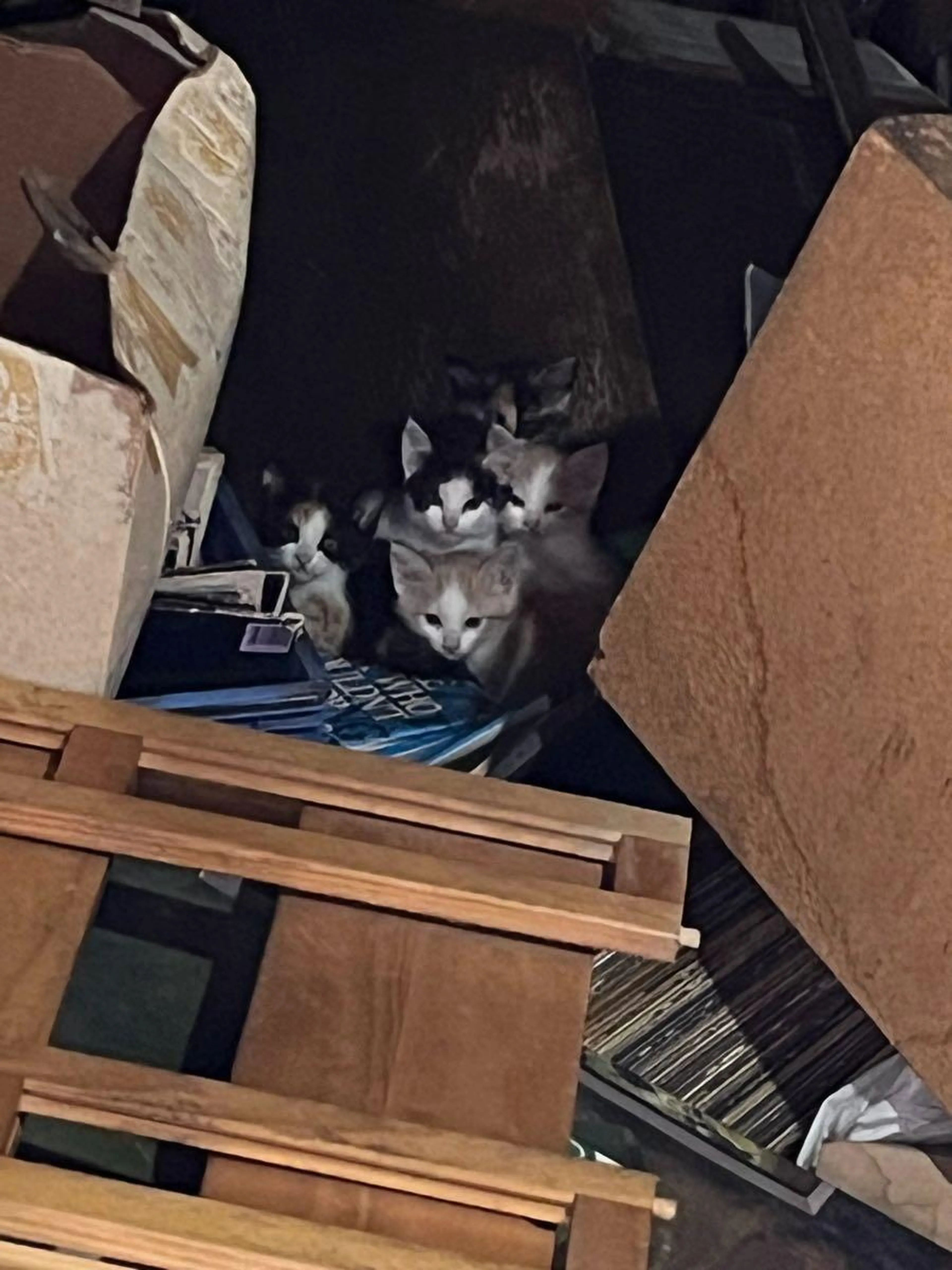 Found pet