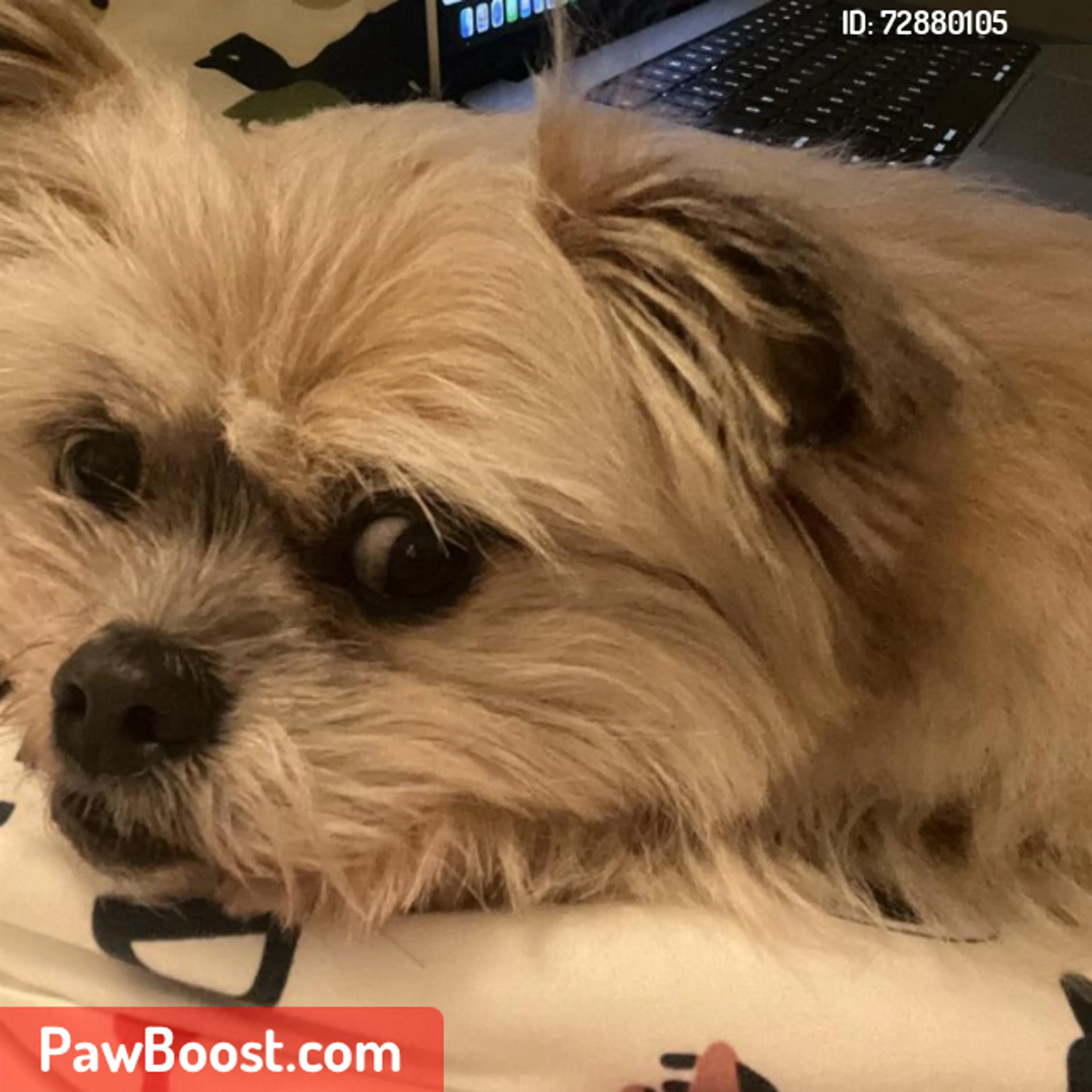 Lost pet