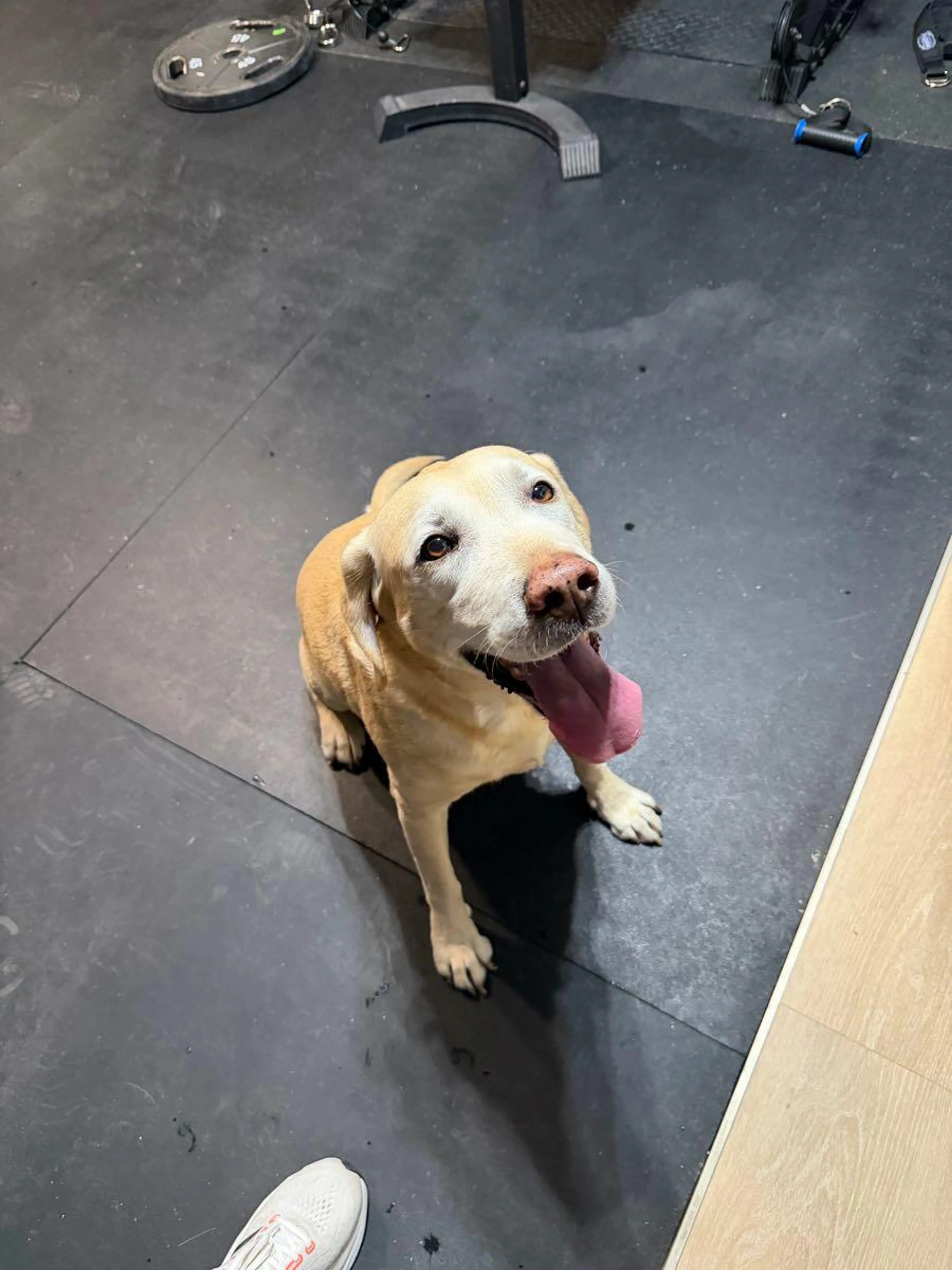 Found pet