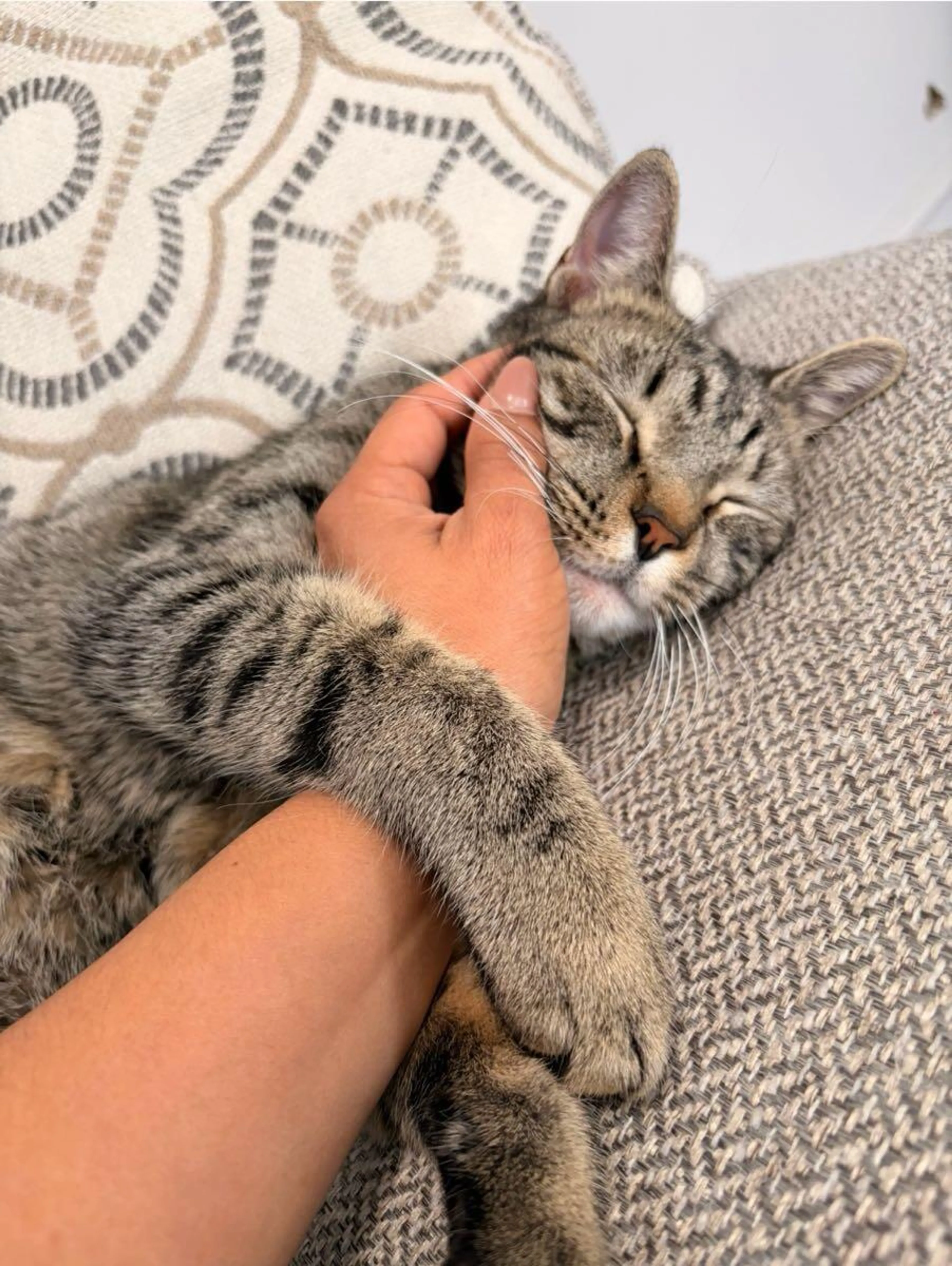 Lost pet
