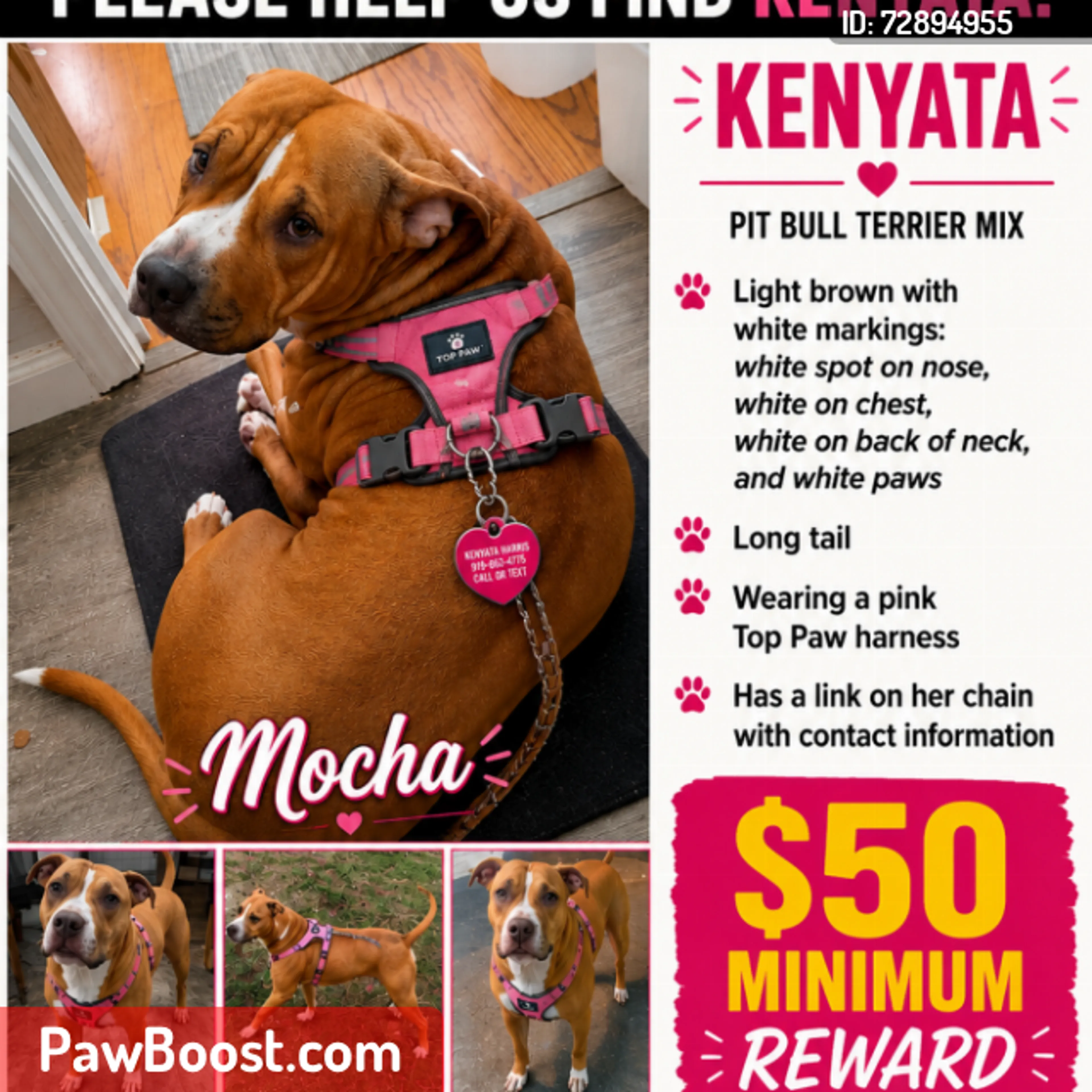Lost pet