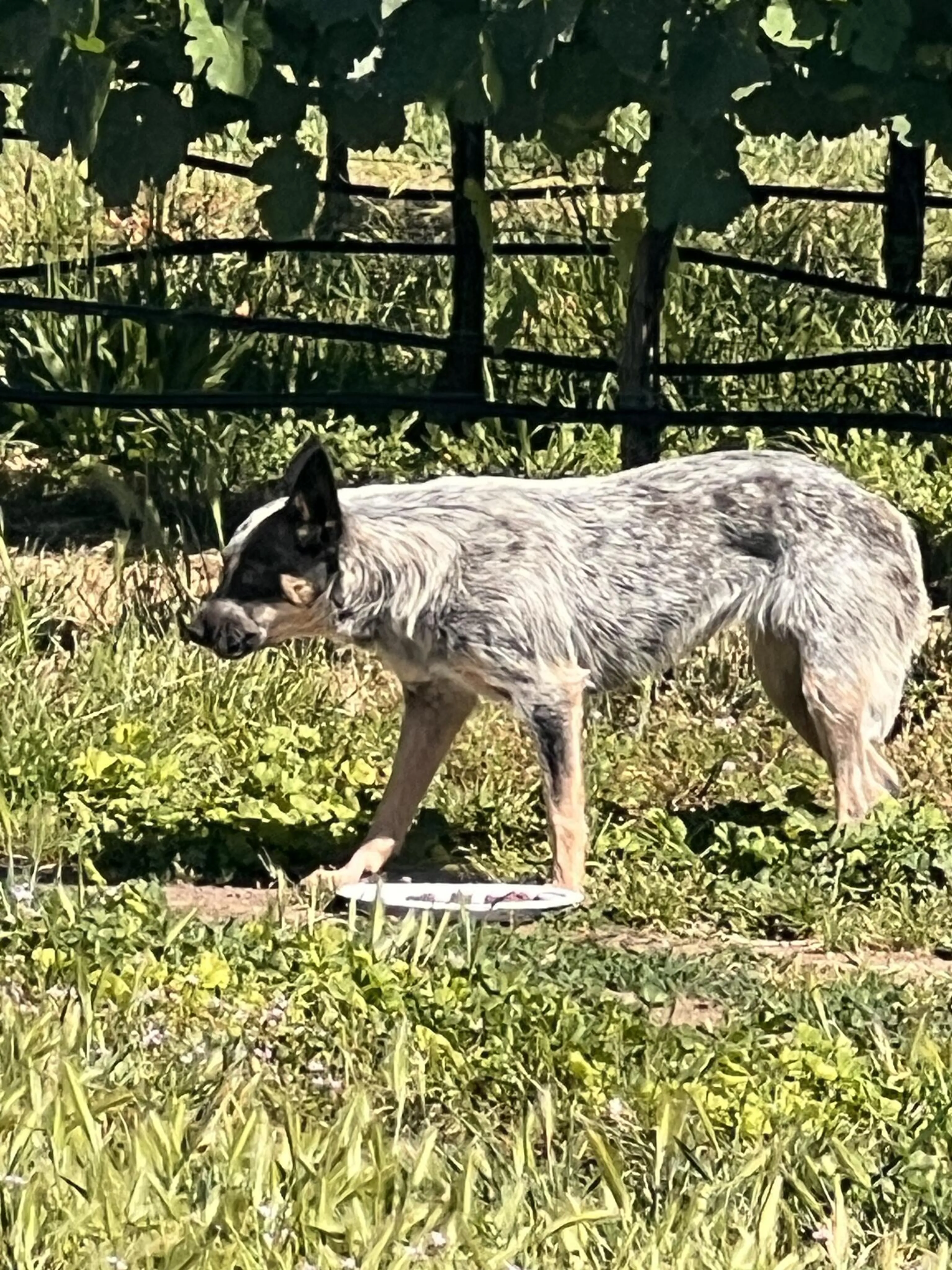 Found pet