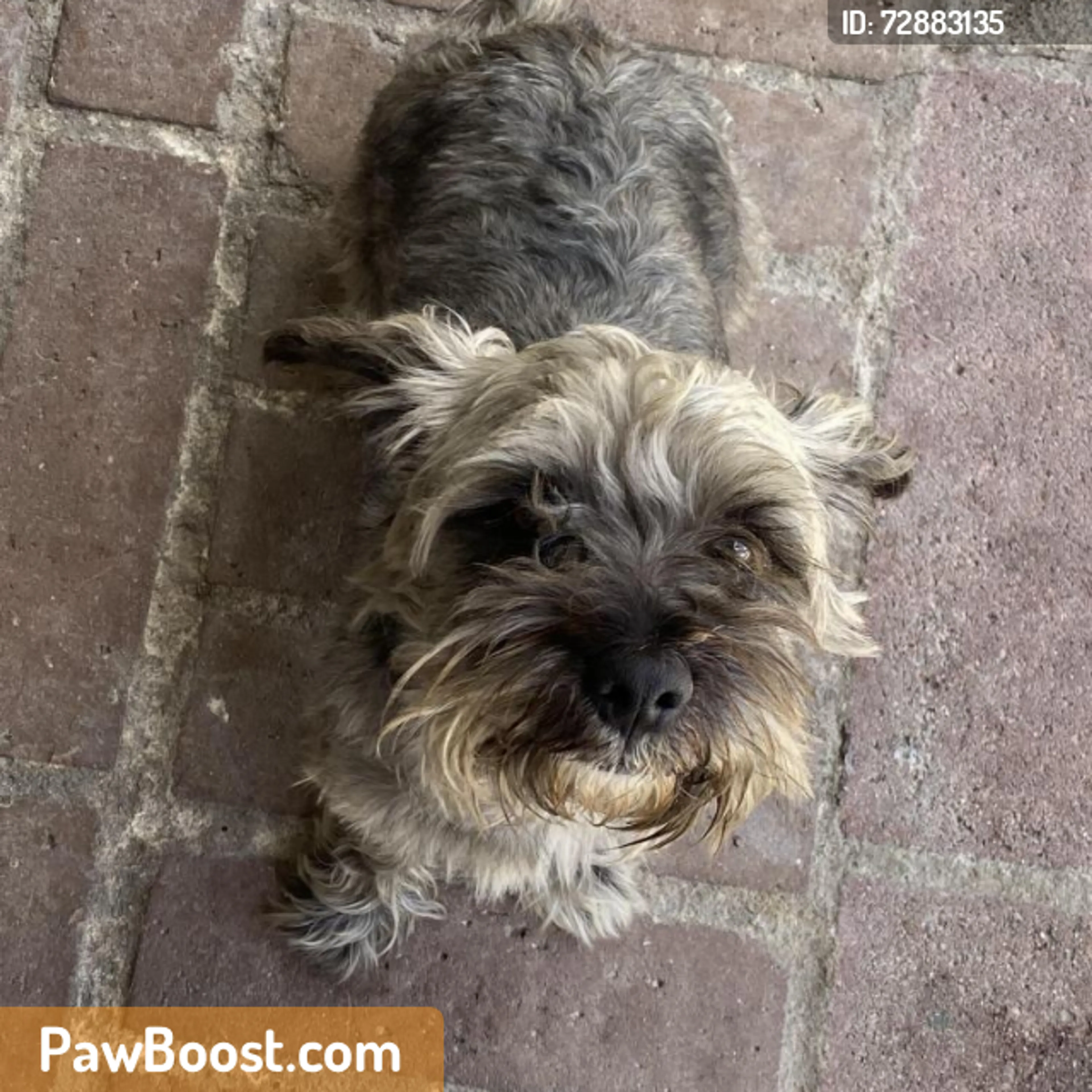 Found pet