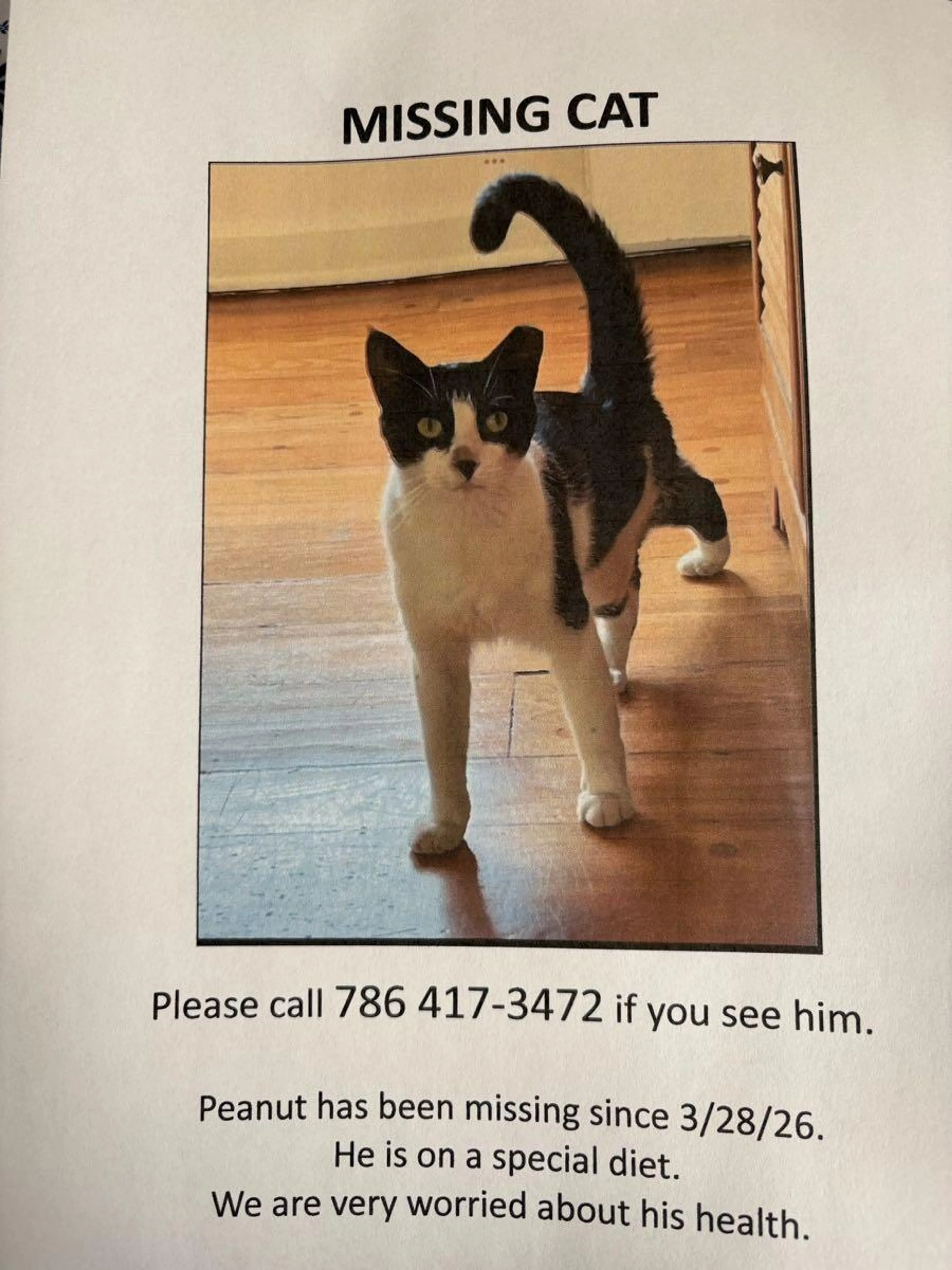 Lost pet