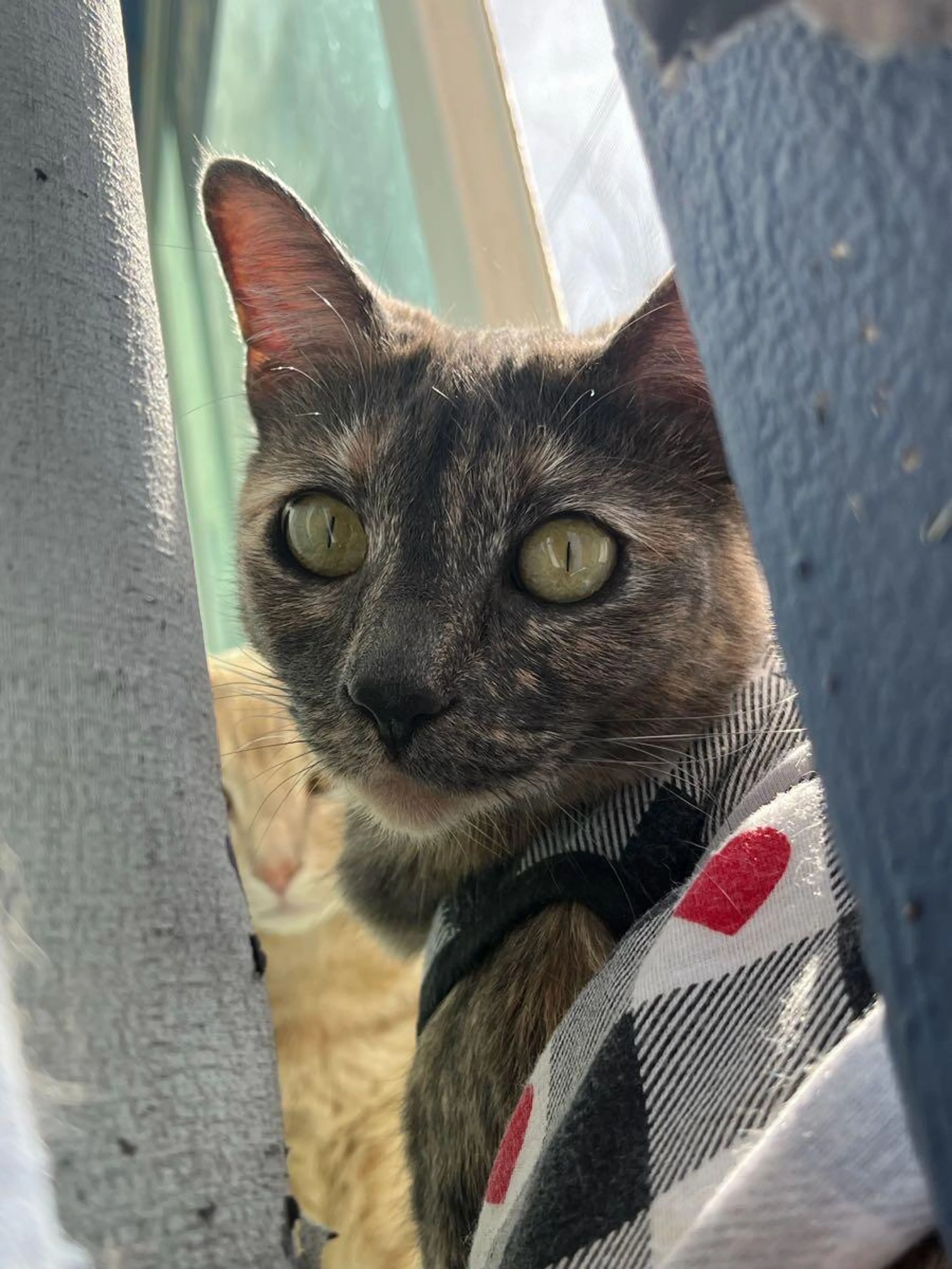Lost pet