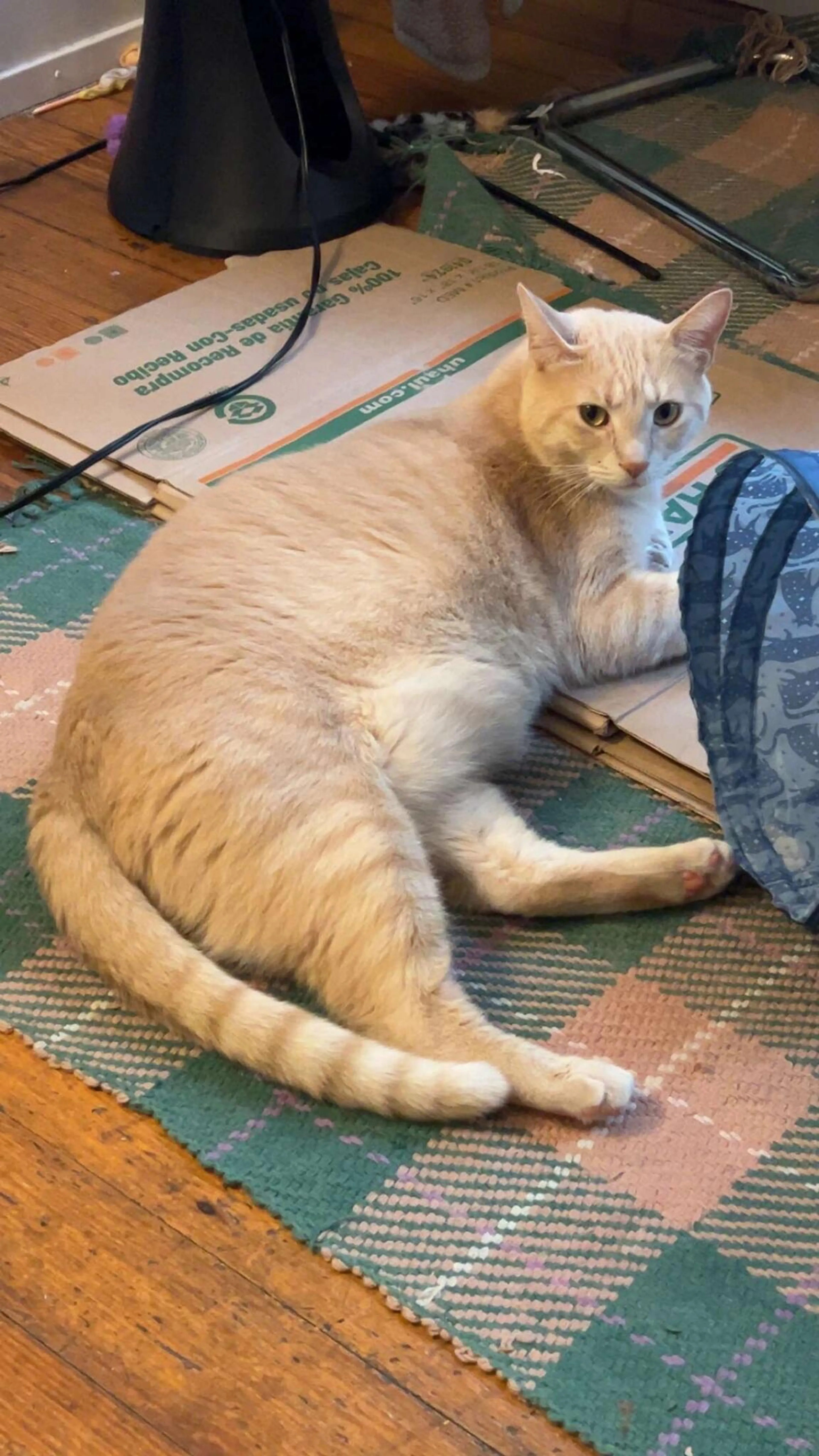 Lost pet