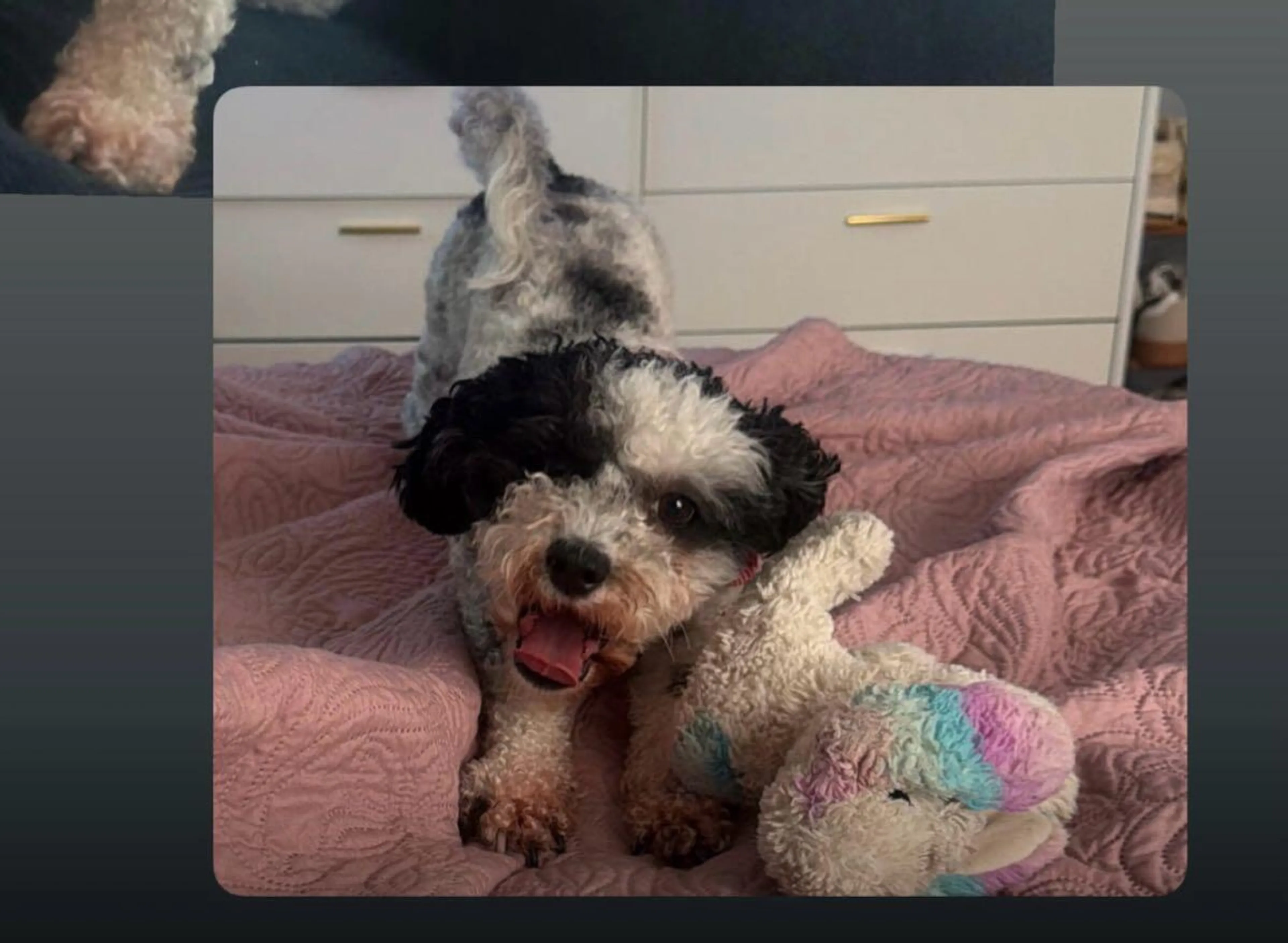 Found pet