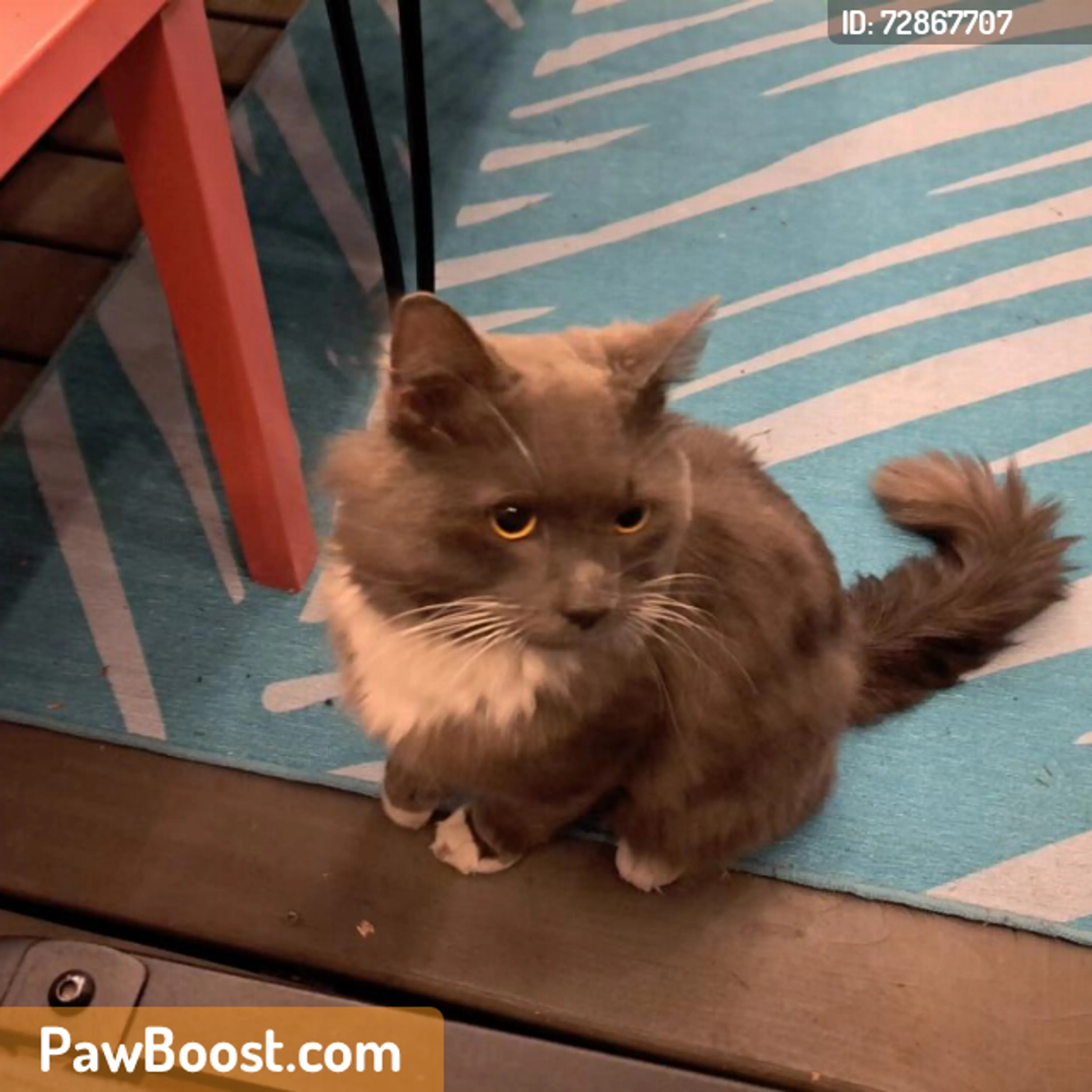 Found pet