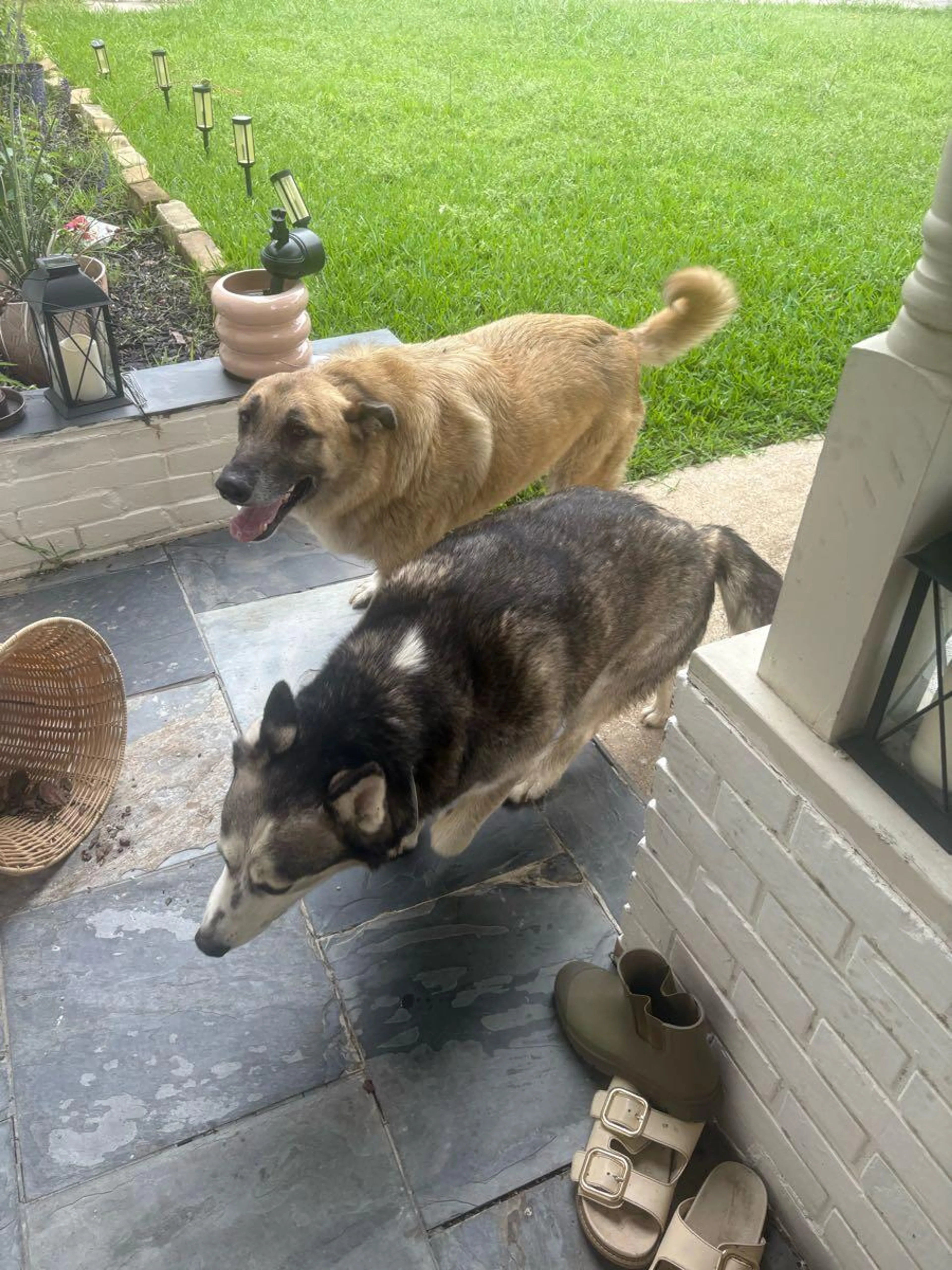 Found pet