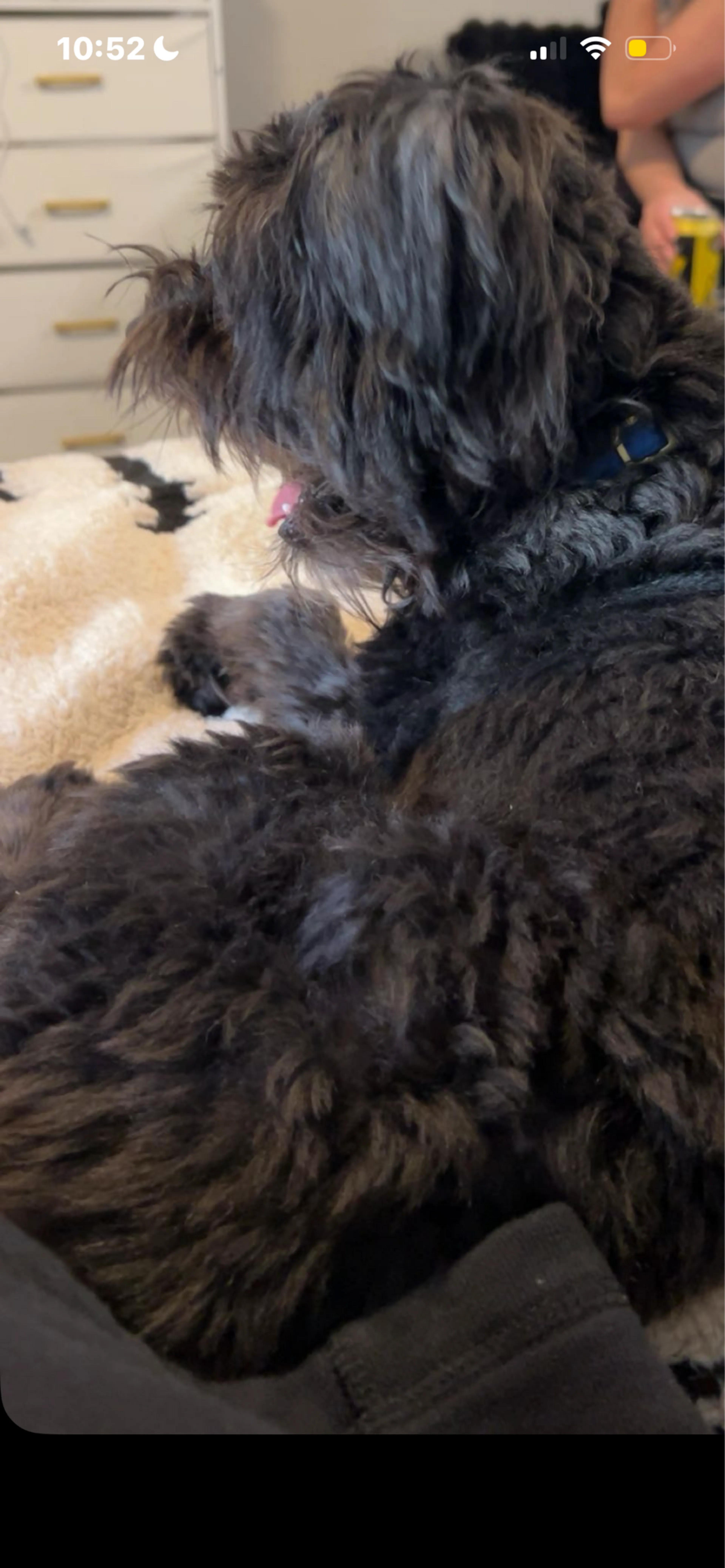 Lost pet