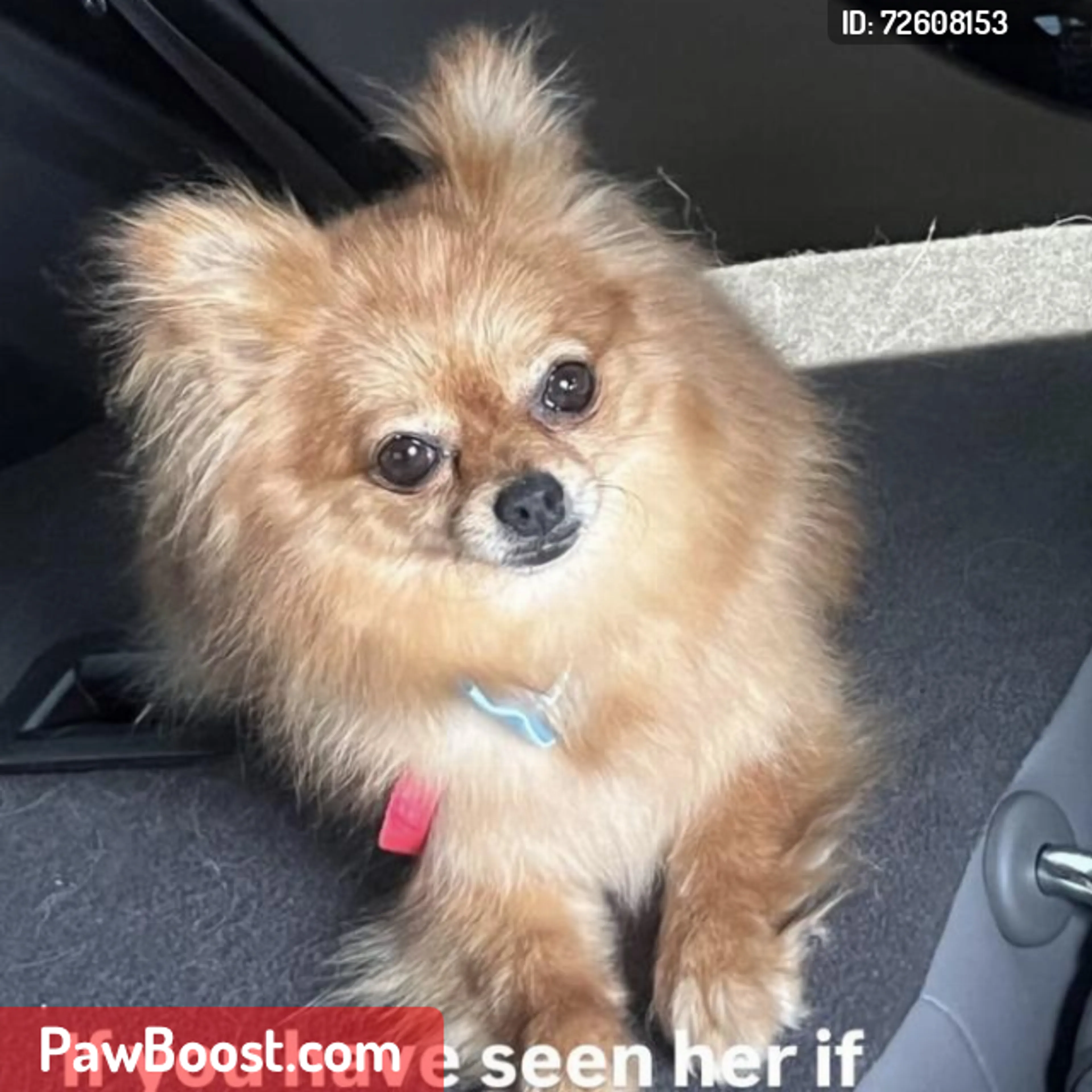Lost pet