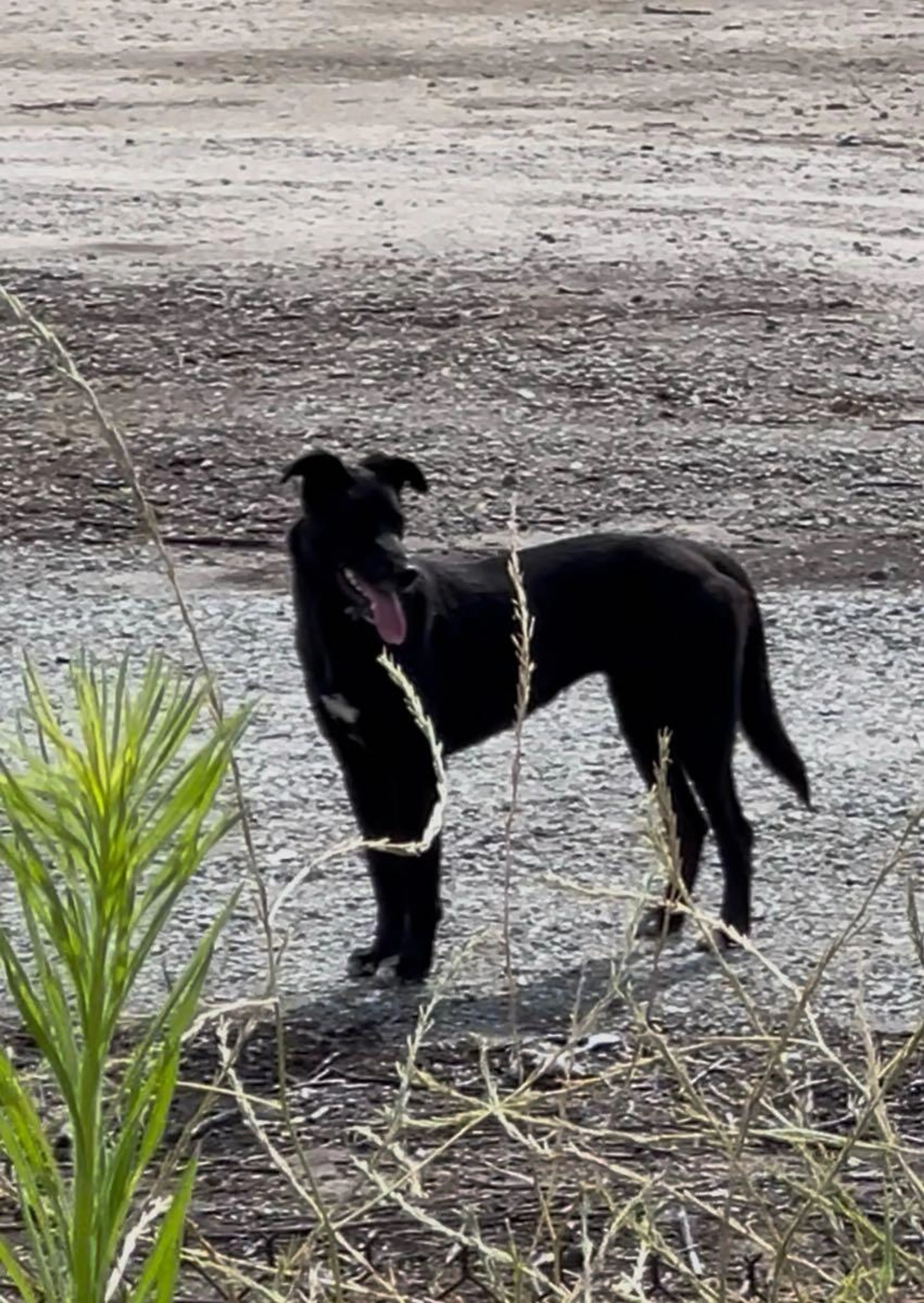 Found pet