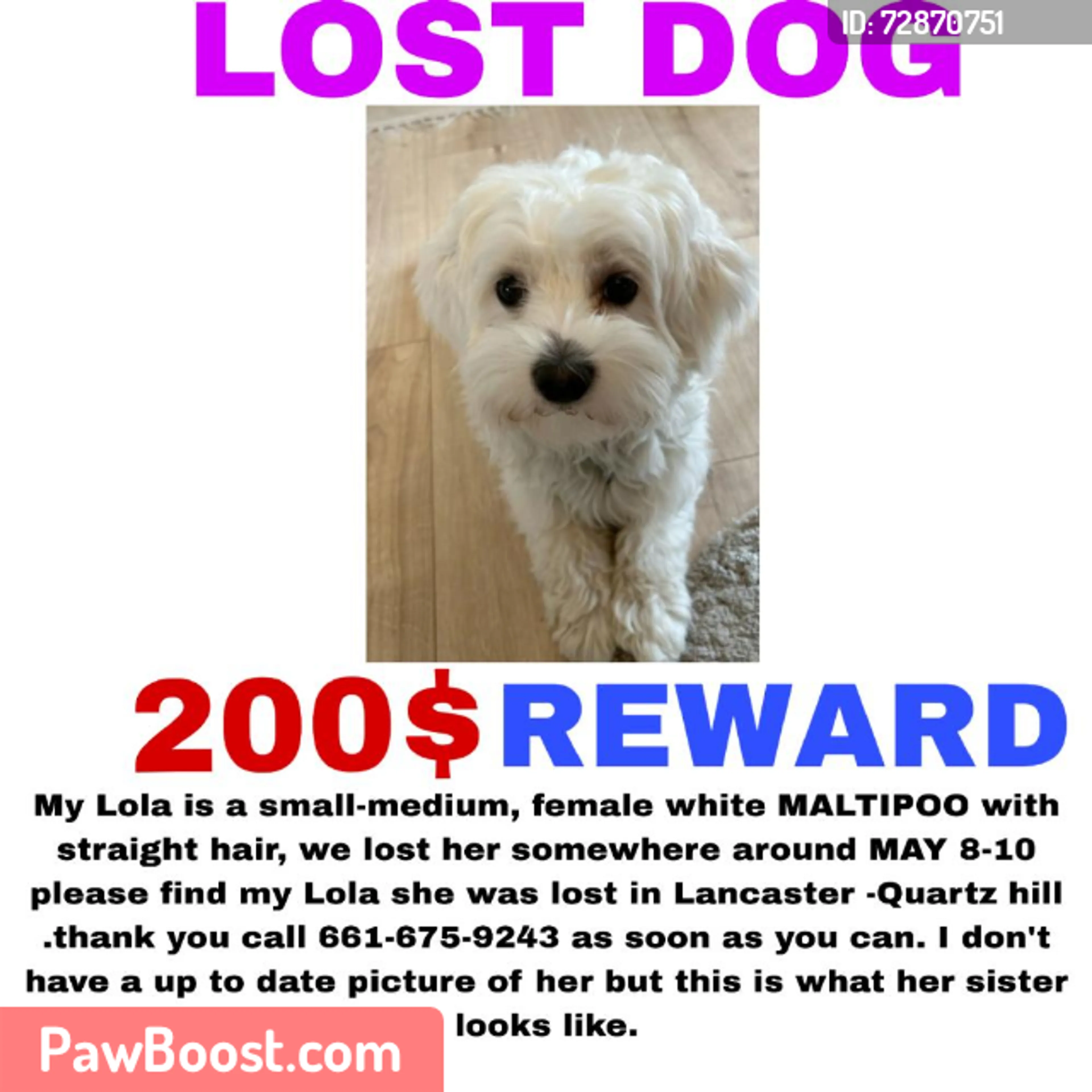Lost pet
