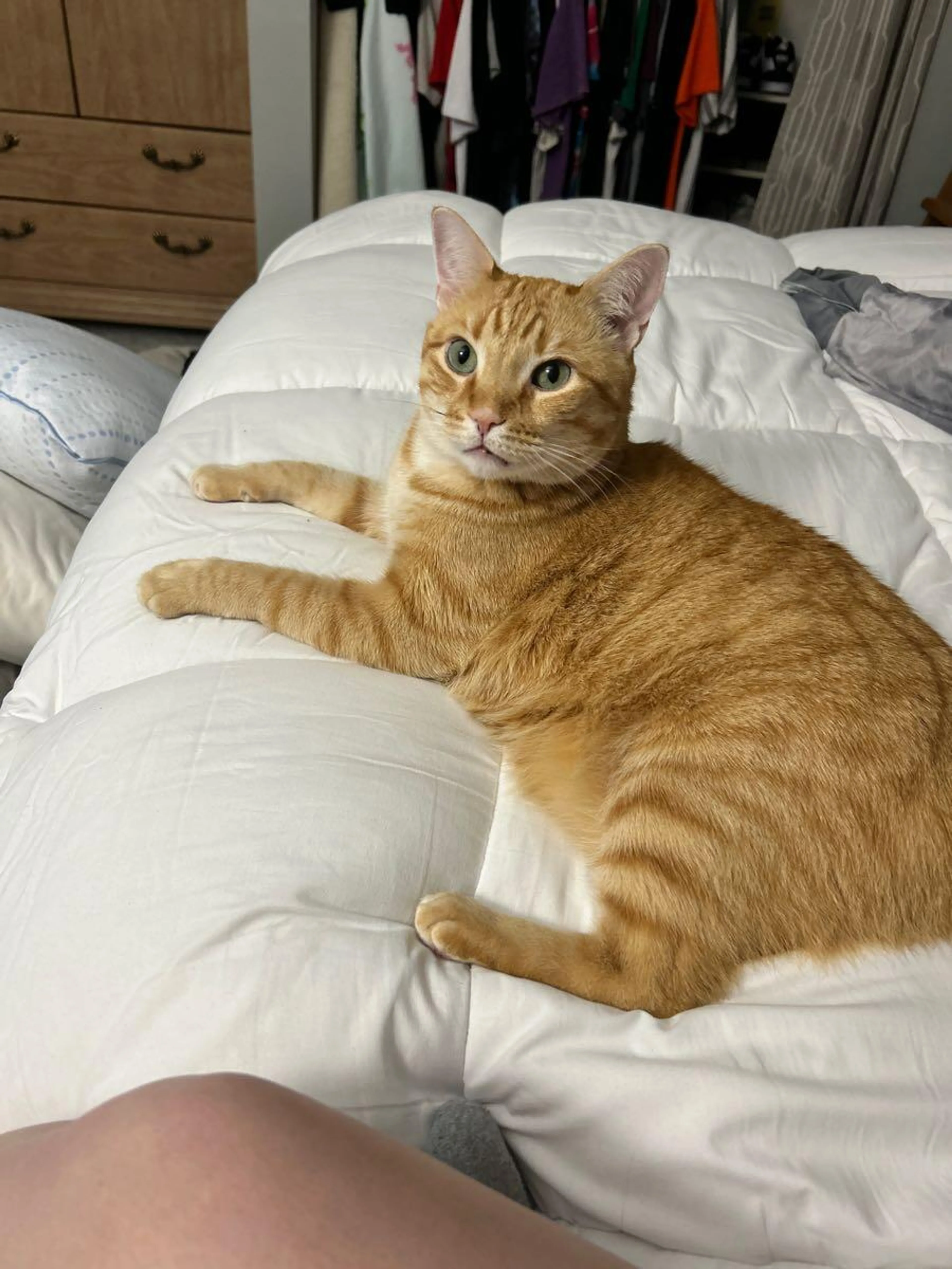 Found pet