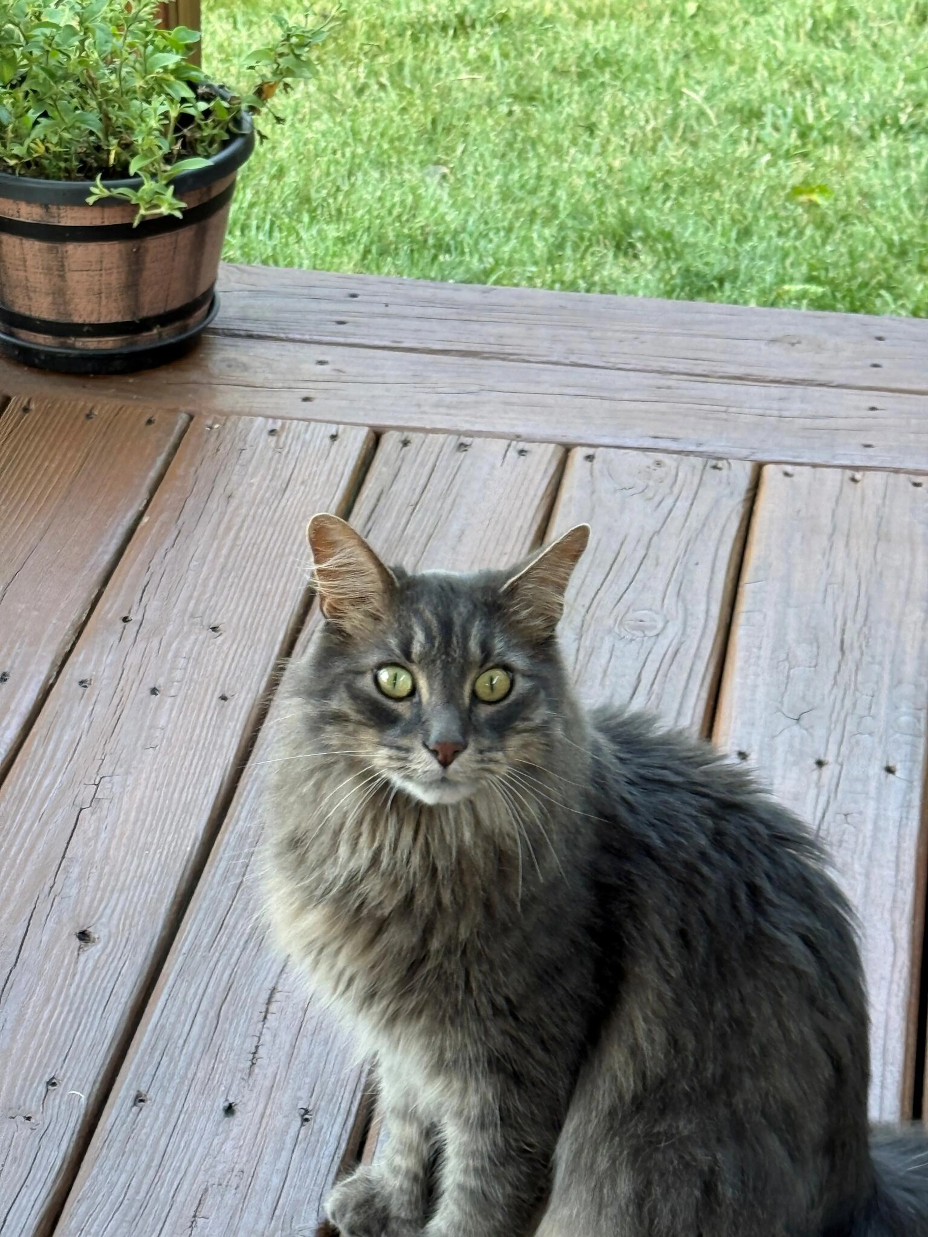 Lost pet